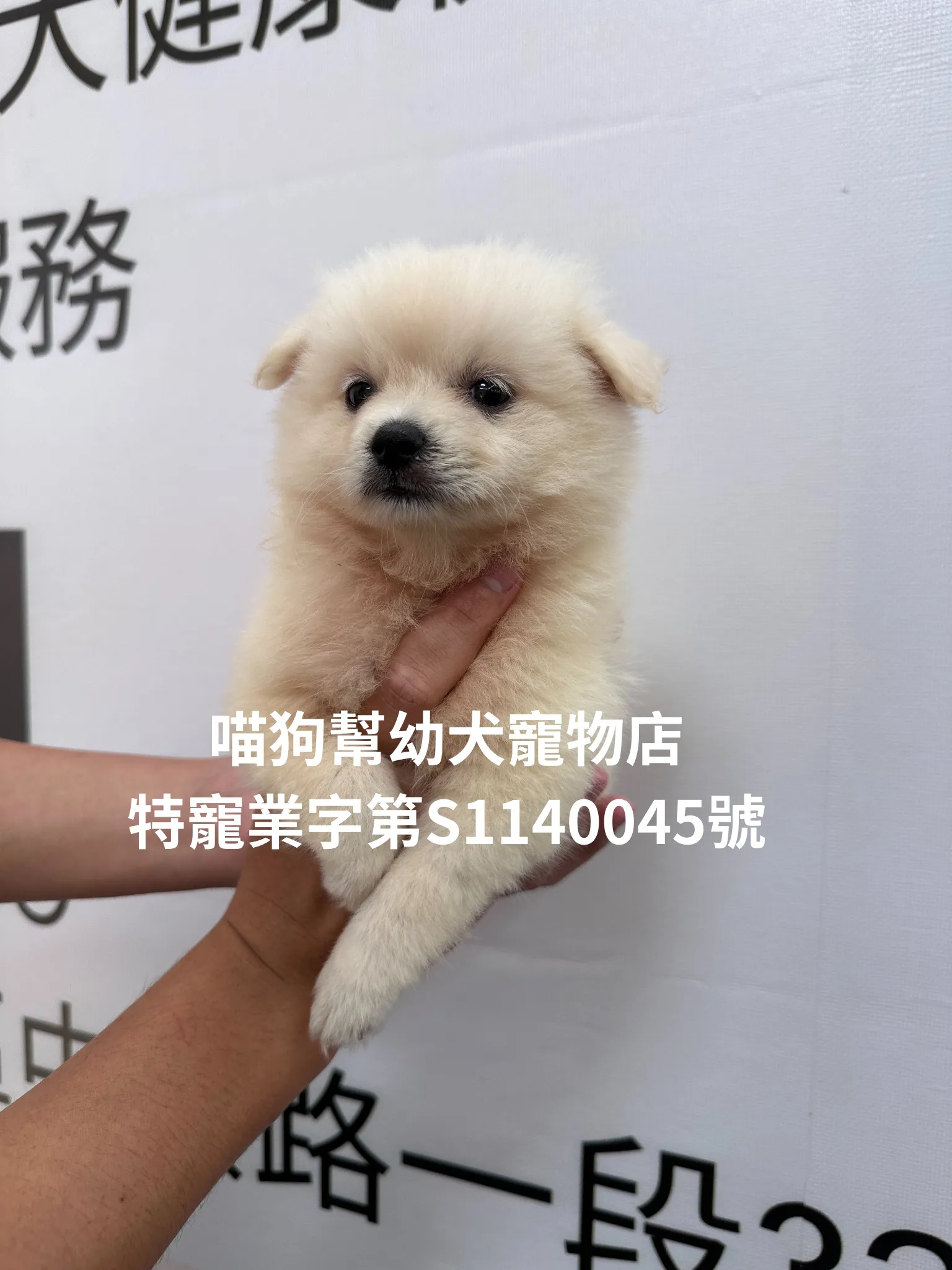 博美犬