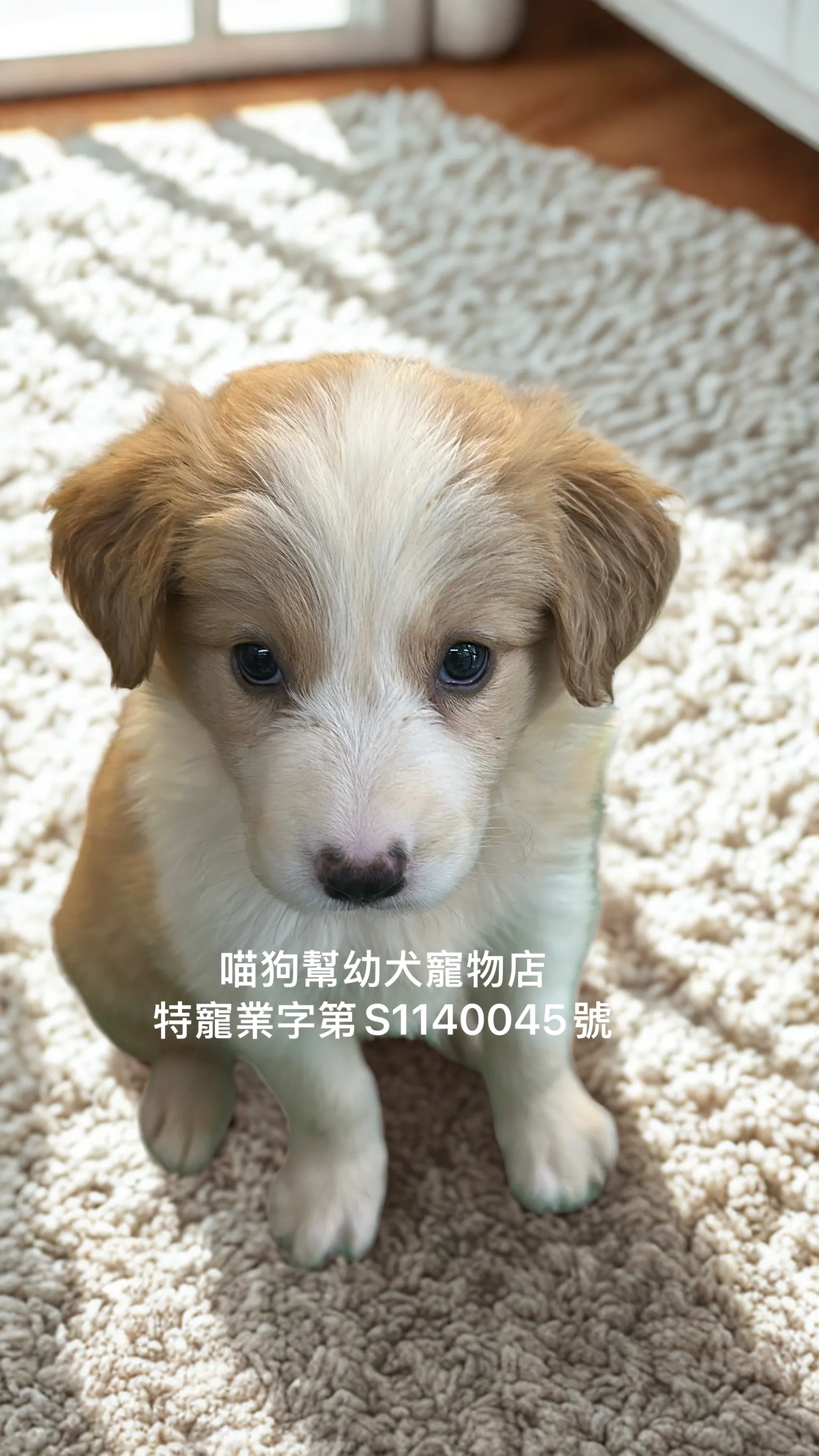 黃白邊境牧羊犬