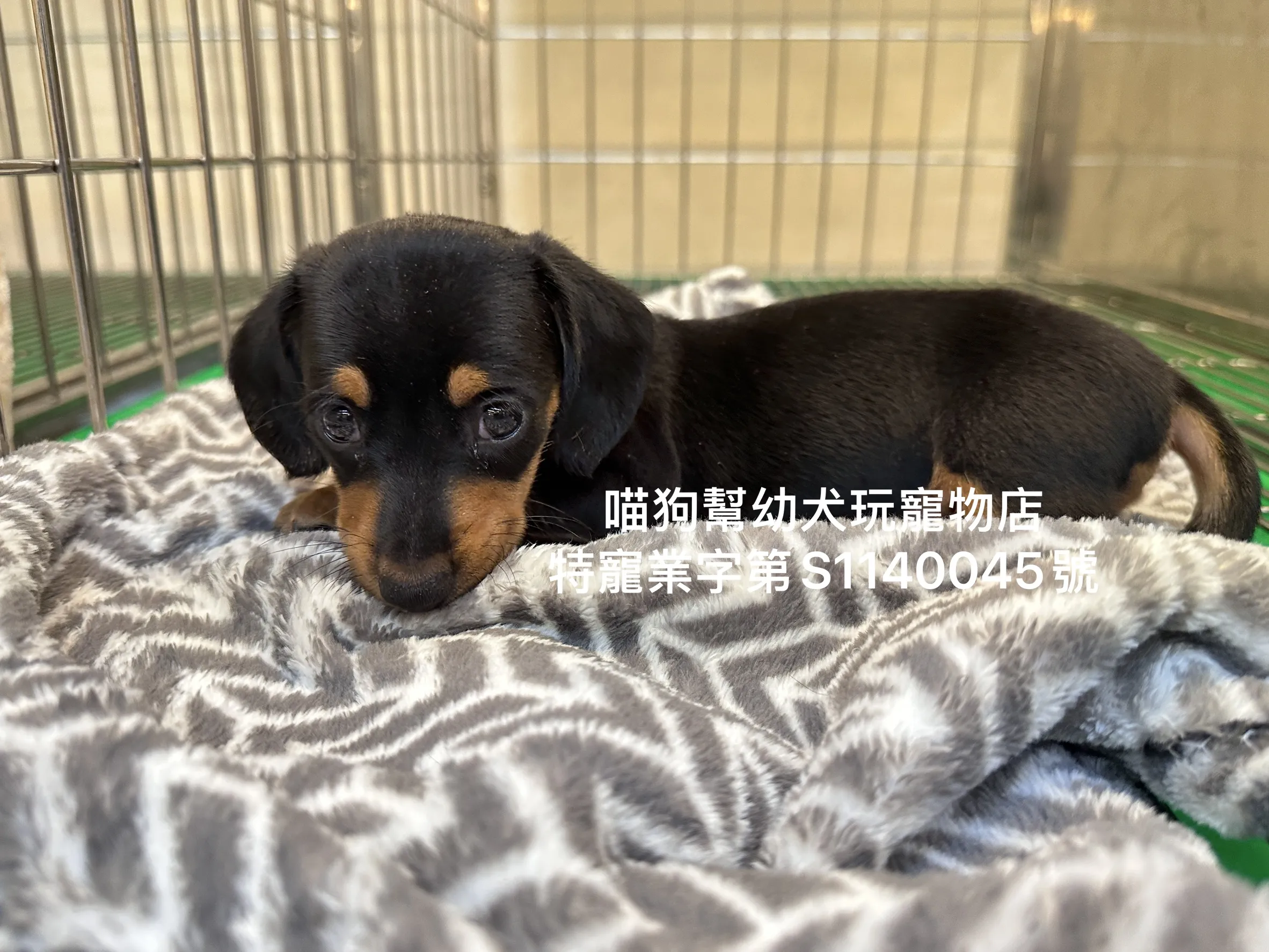 黑四目臘腸犬