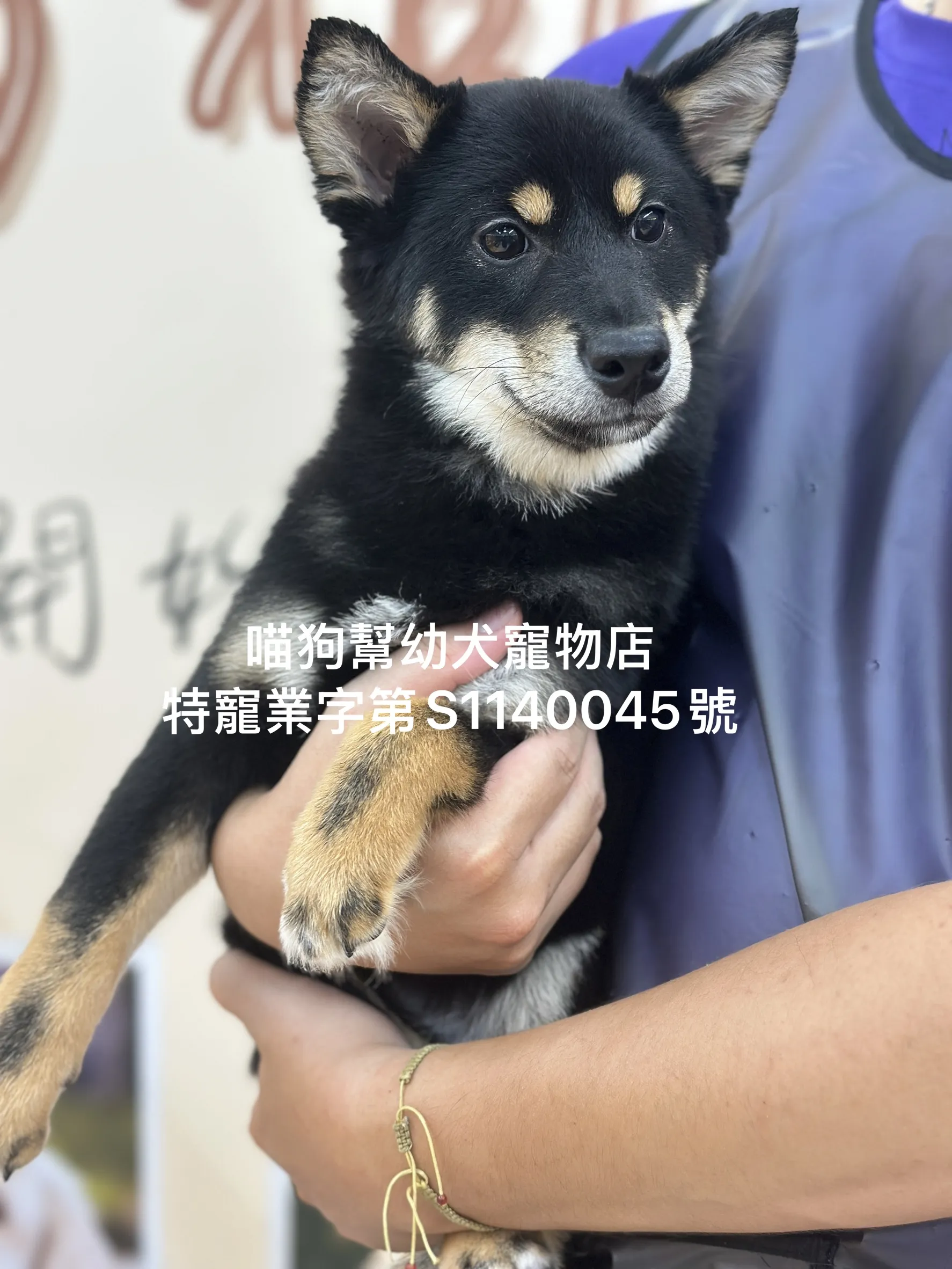 黑四目柴犬