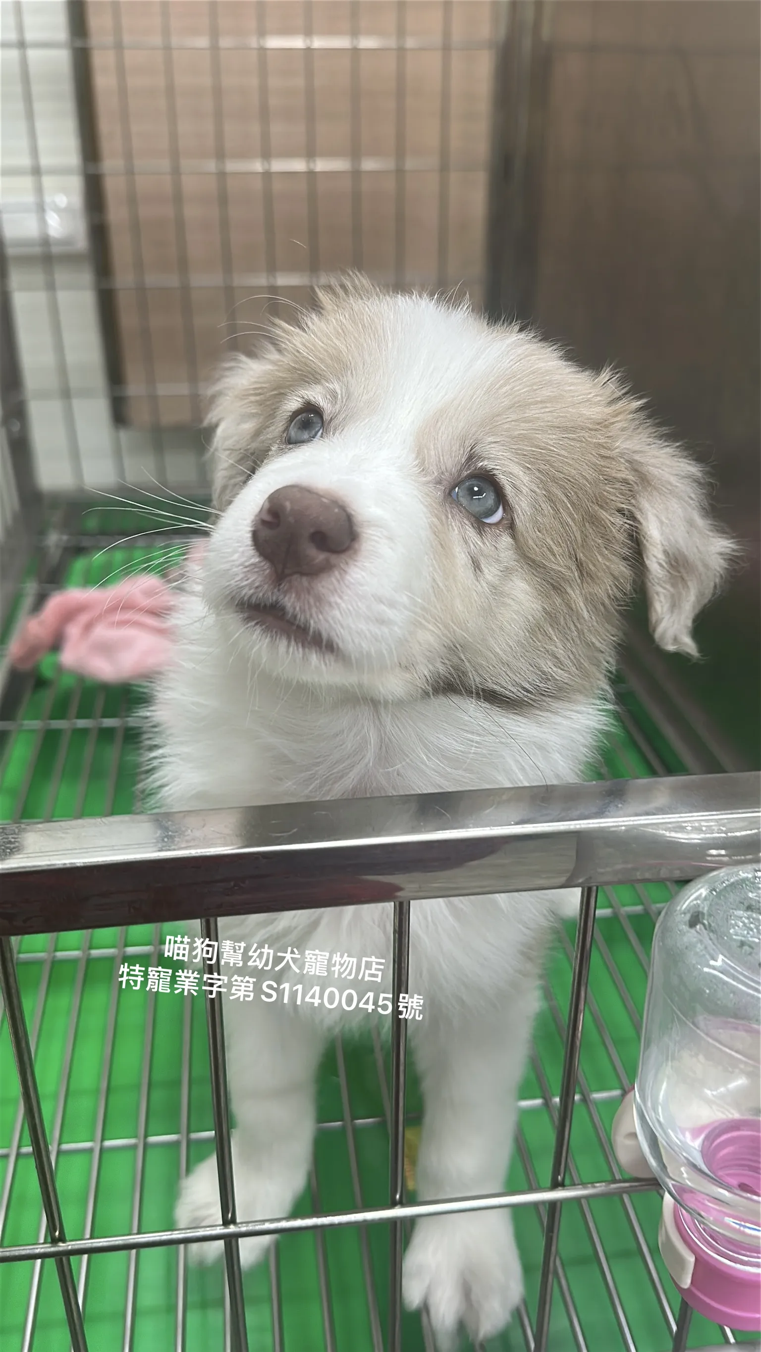 紅隕石邊境牧羊犬