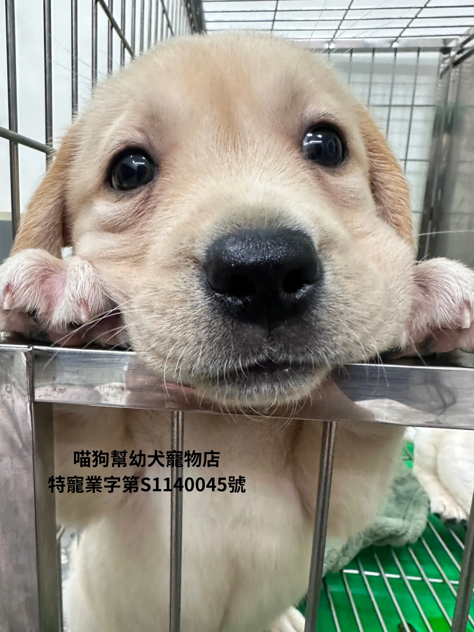 拉不拉多犬
