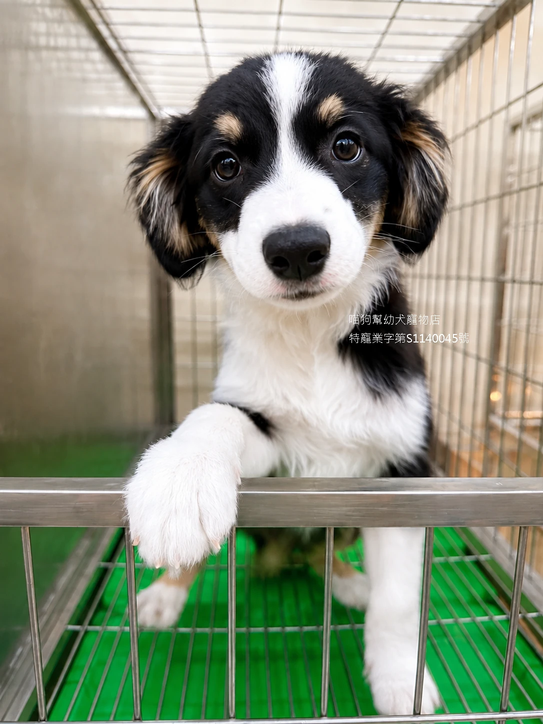 三色邊境牧羊犬