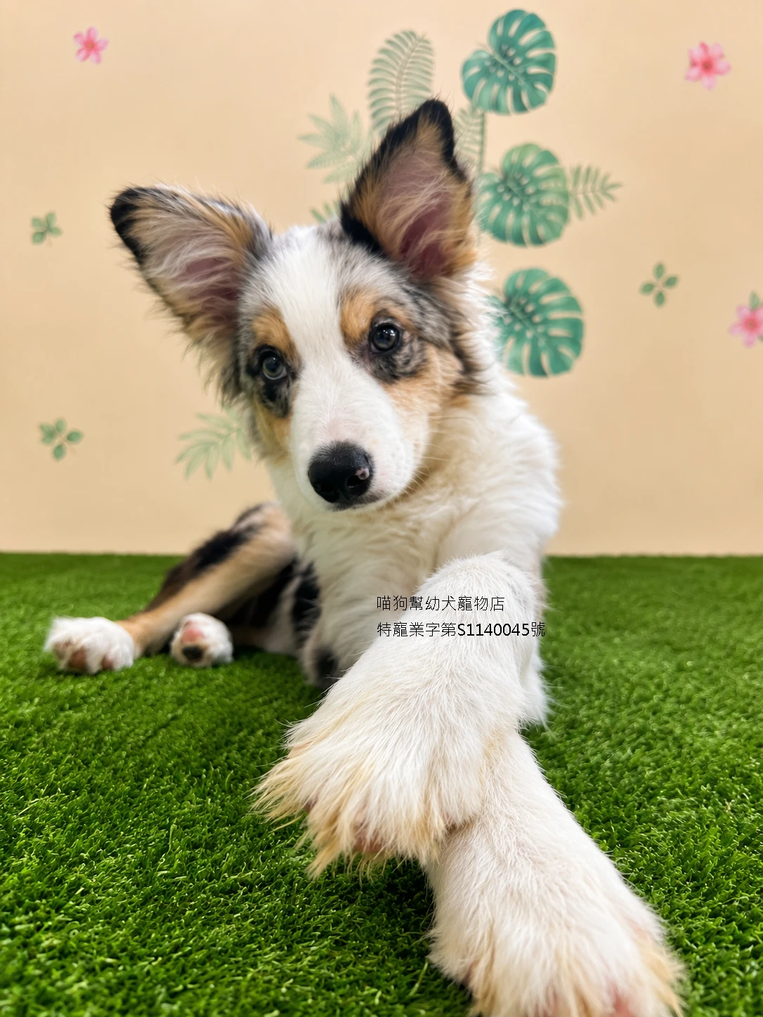 三花隕石邊境牧羊犬