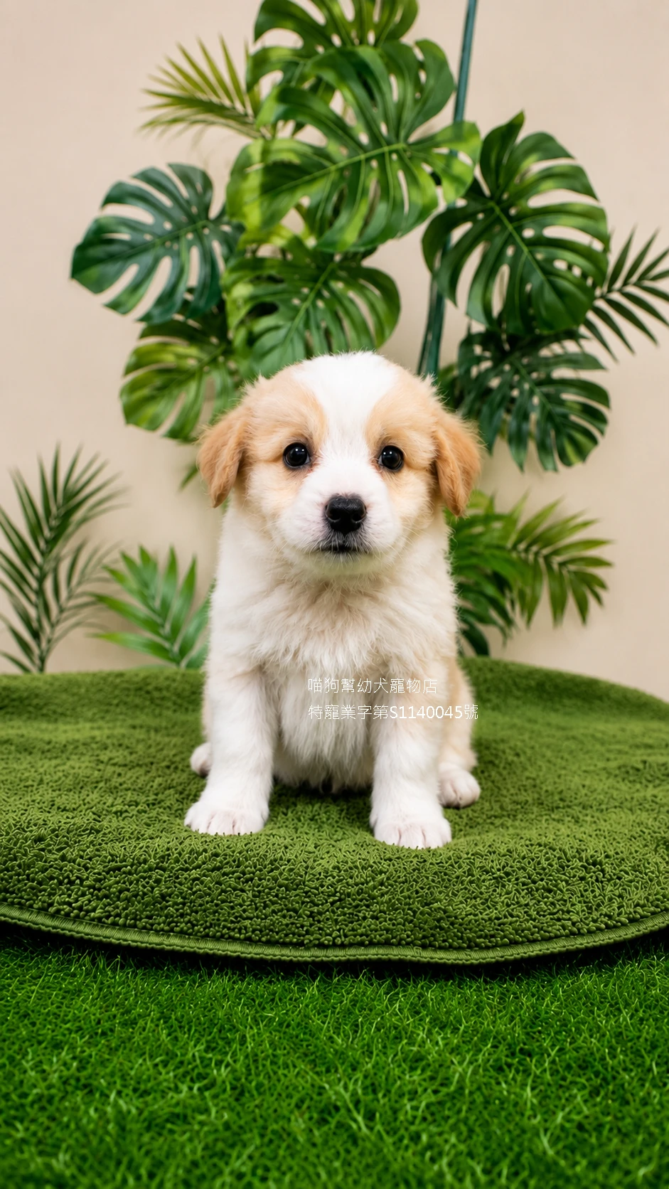 黃白邊境牧羊犬
