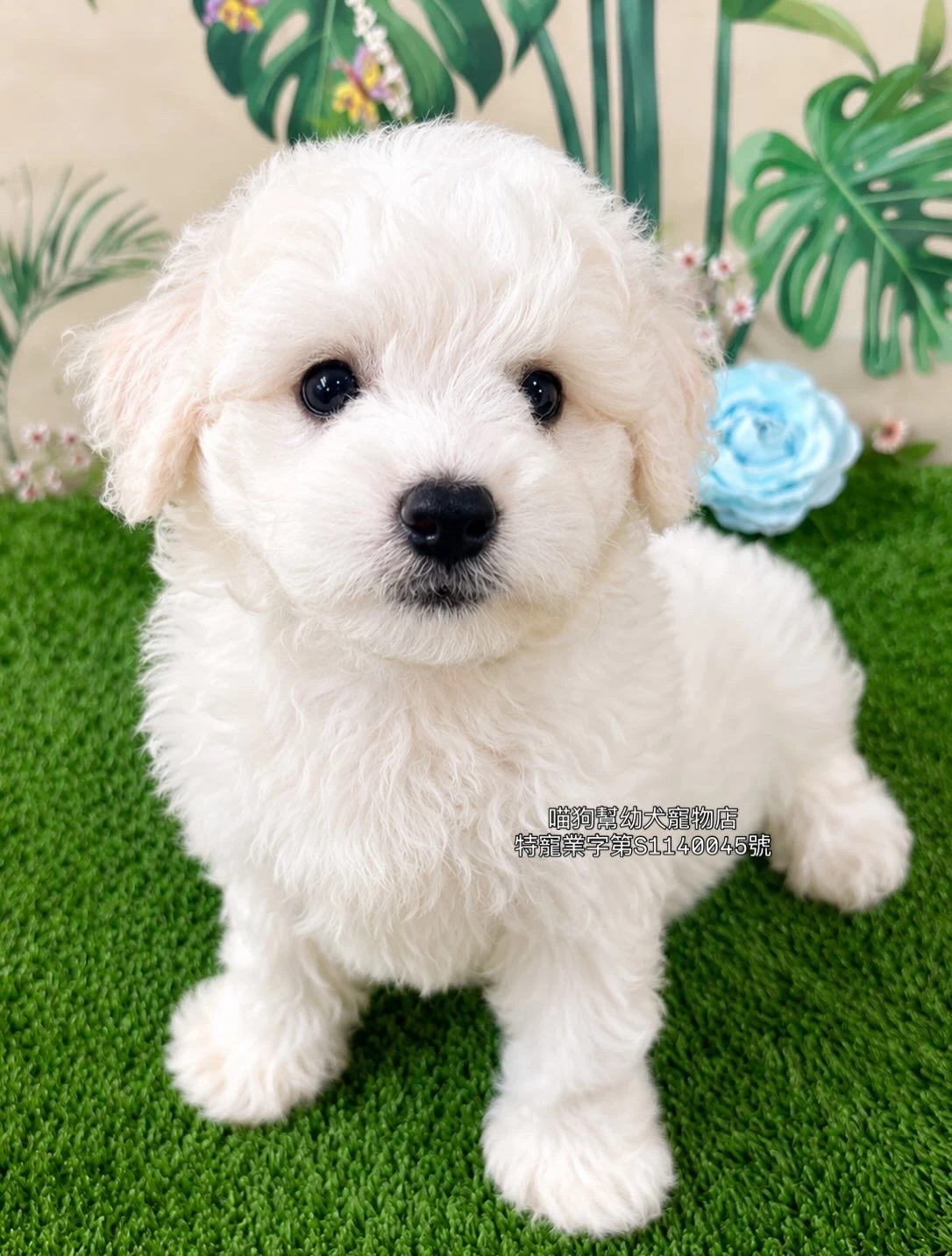 比熊犬