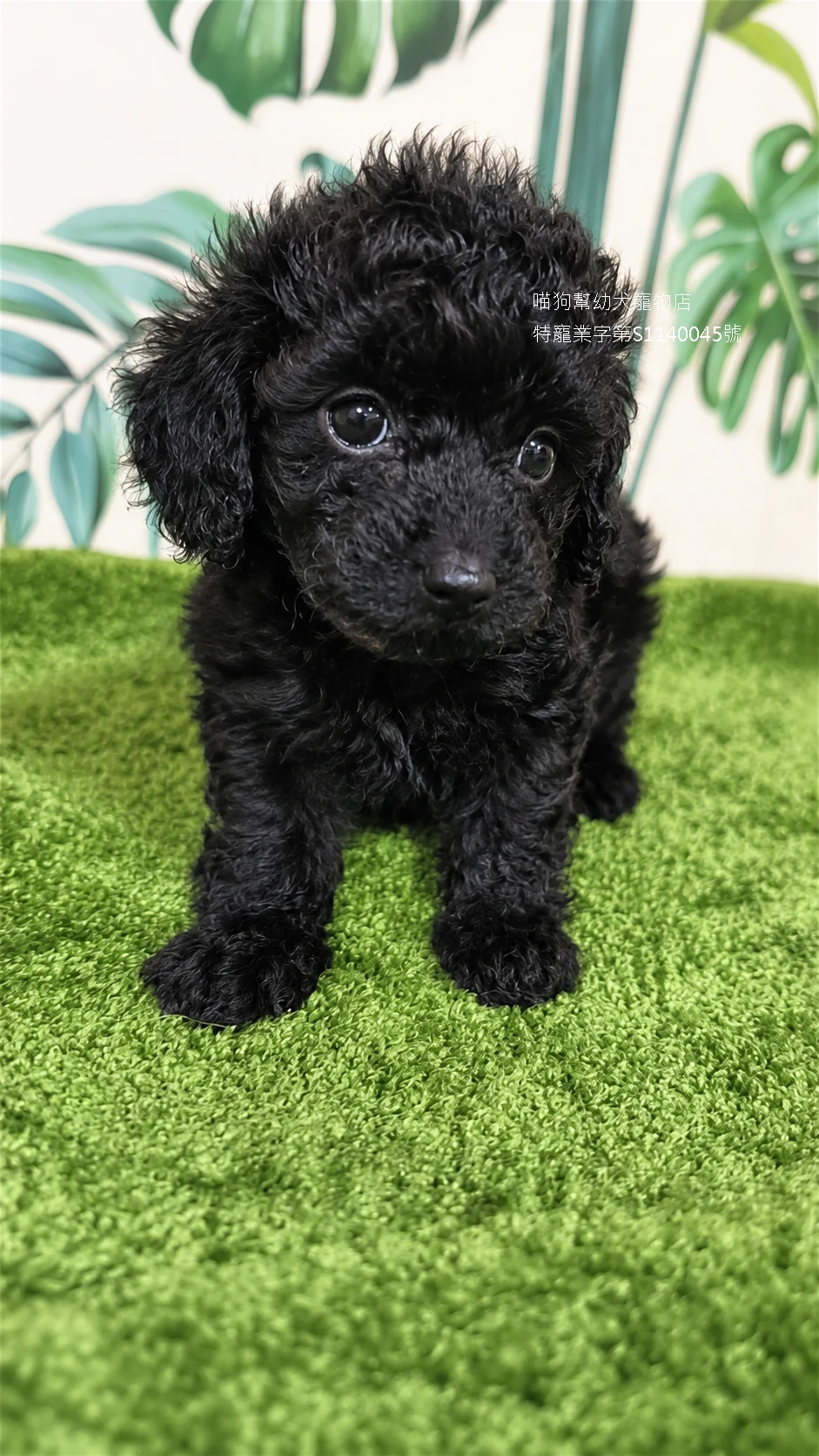 黑貴賓犬