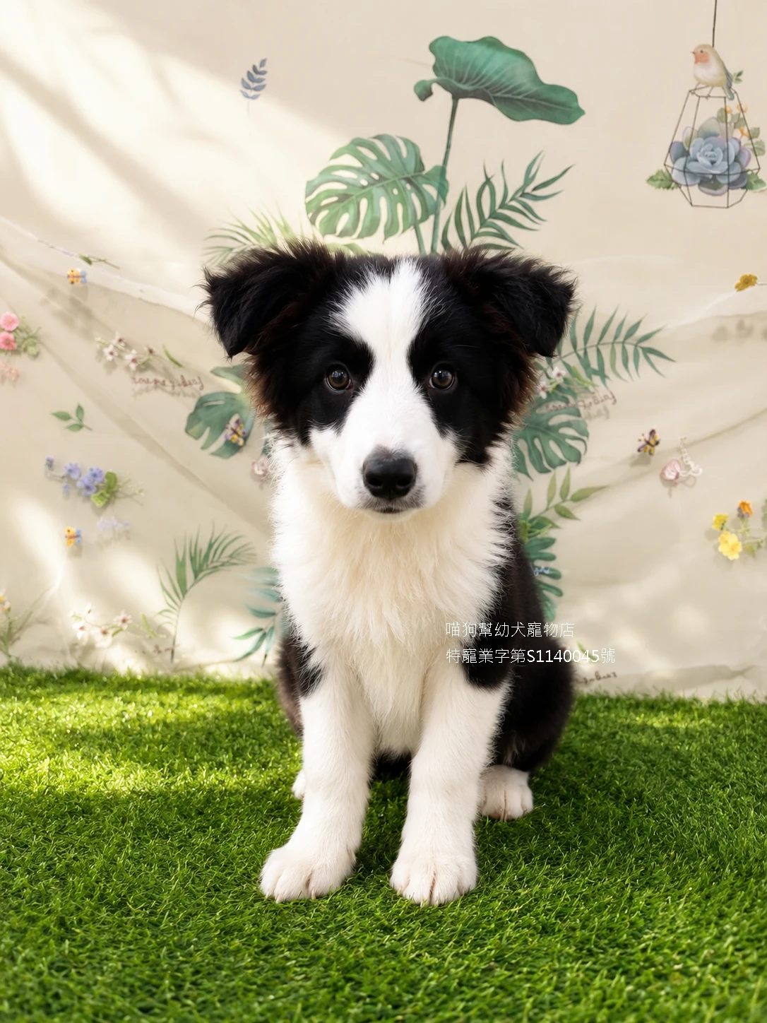 黑白邊境牧羊犬