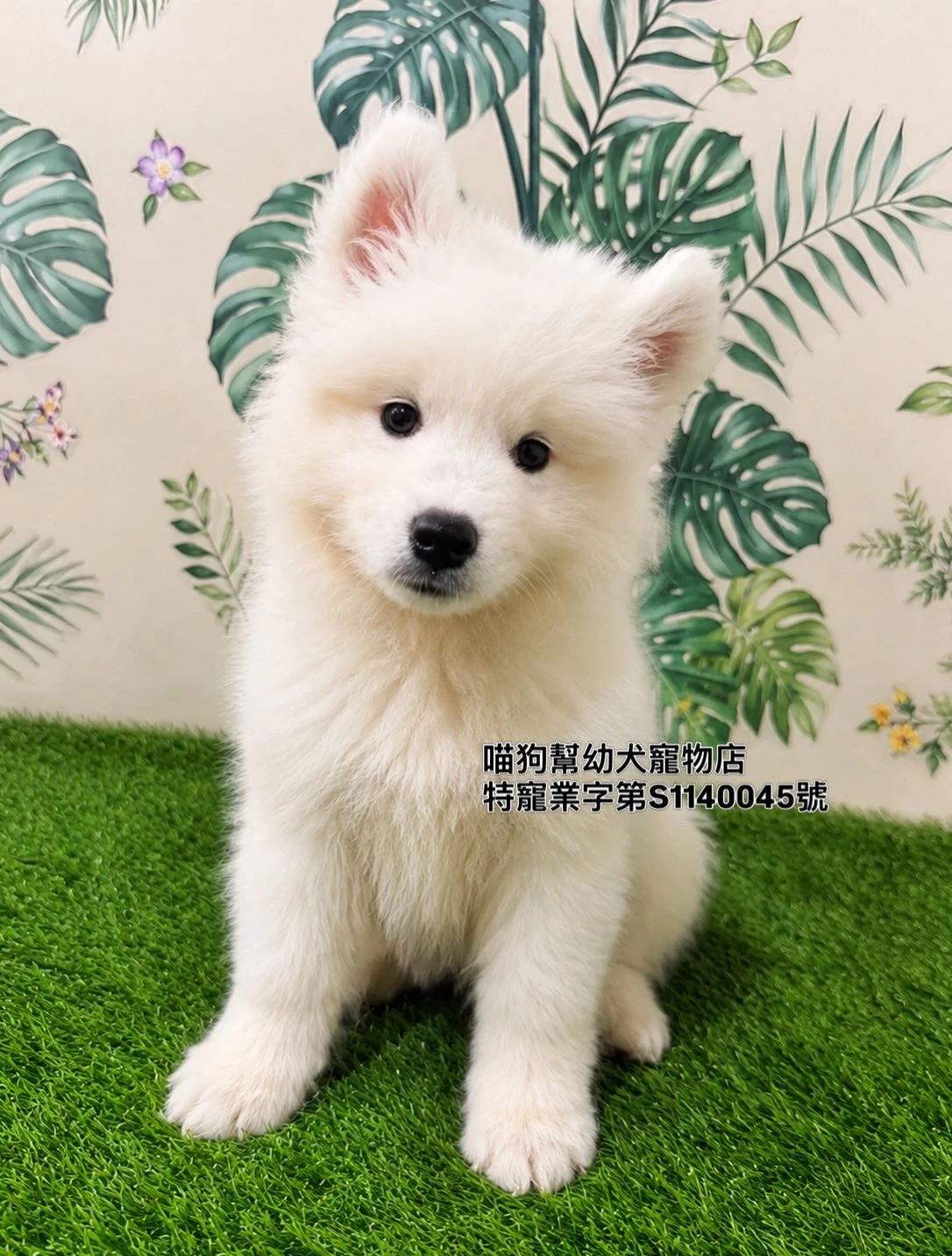 薩摩耶犬