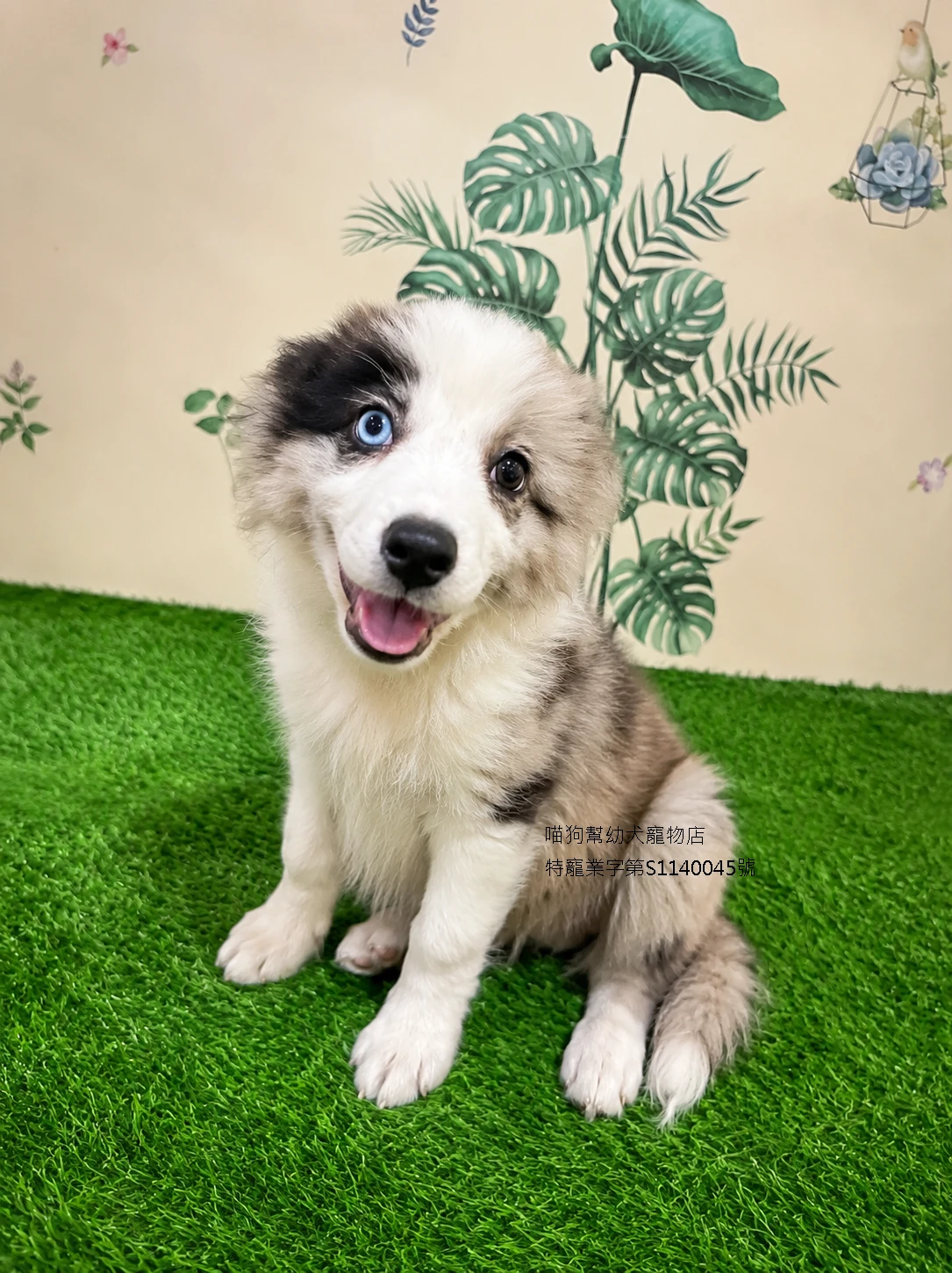 藍隕石邊境牧羊犬/雙眼異色瞳
