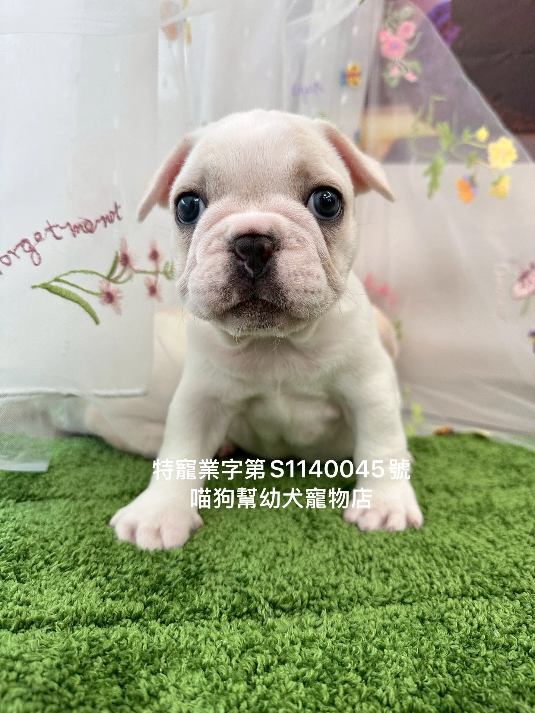 奶油法國鬥牛犬