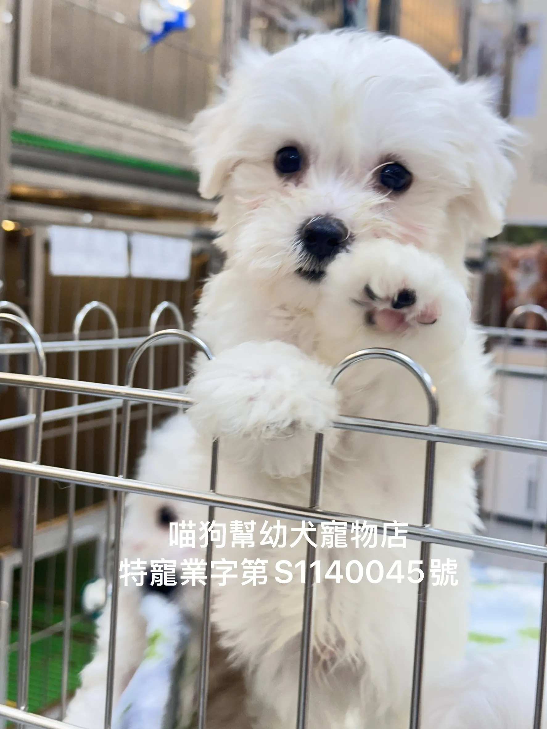 棉花糖比熊犬