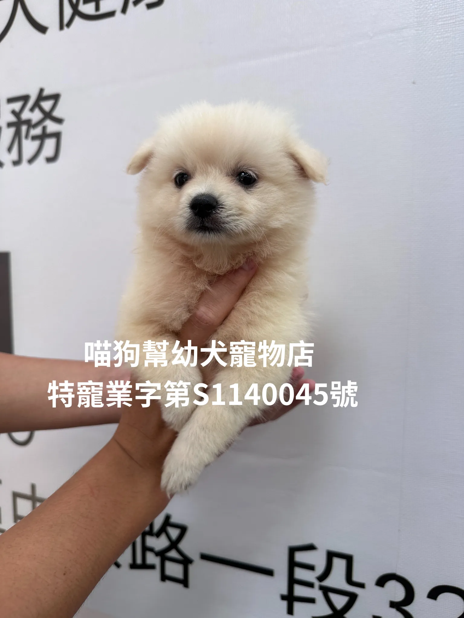 博美犬