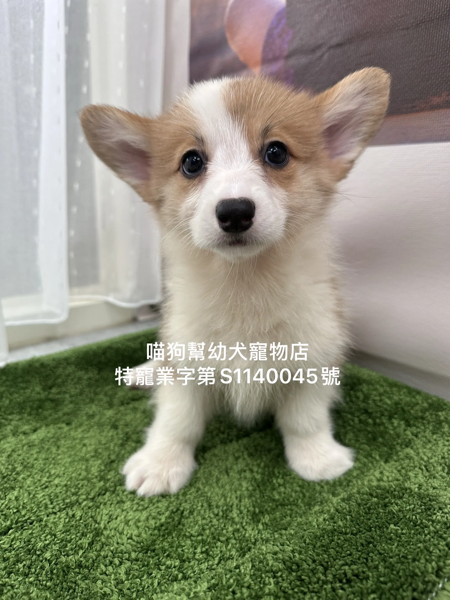 柯基犬
