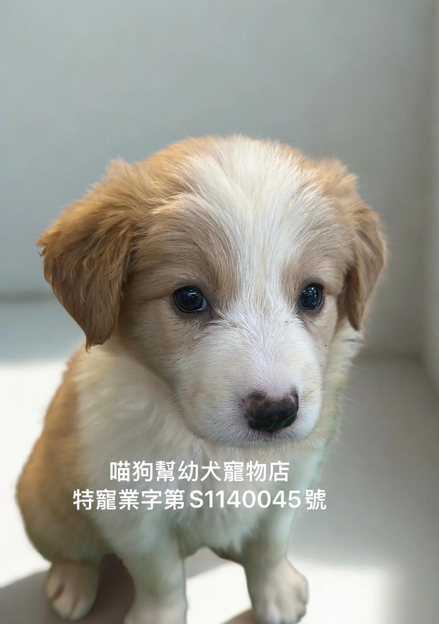 黃白邊境牧羊犬