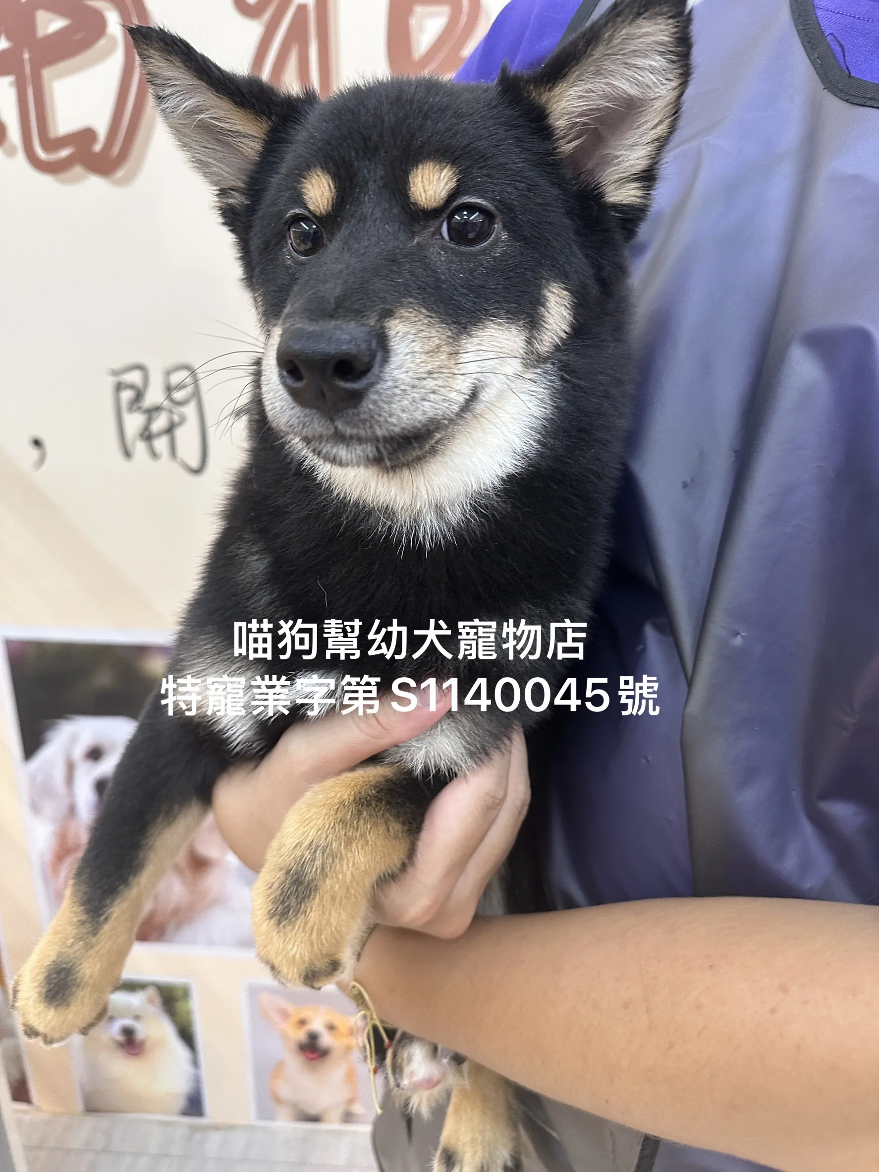 黑四目柴犬