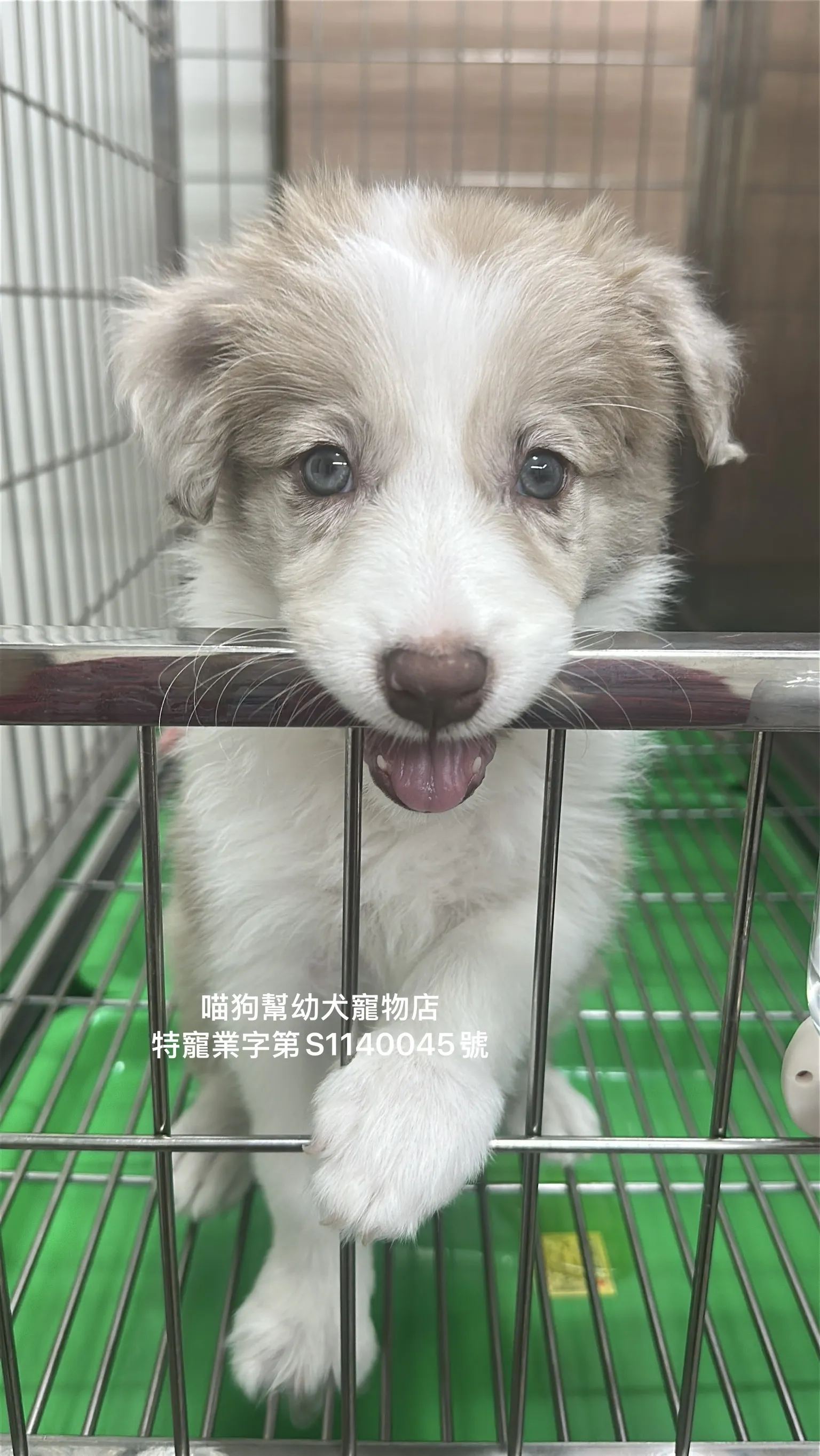 紅隕石邊境牧羊犬