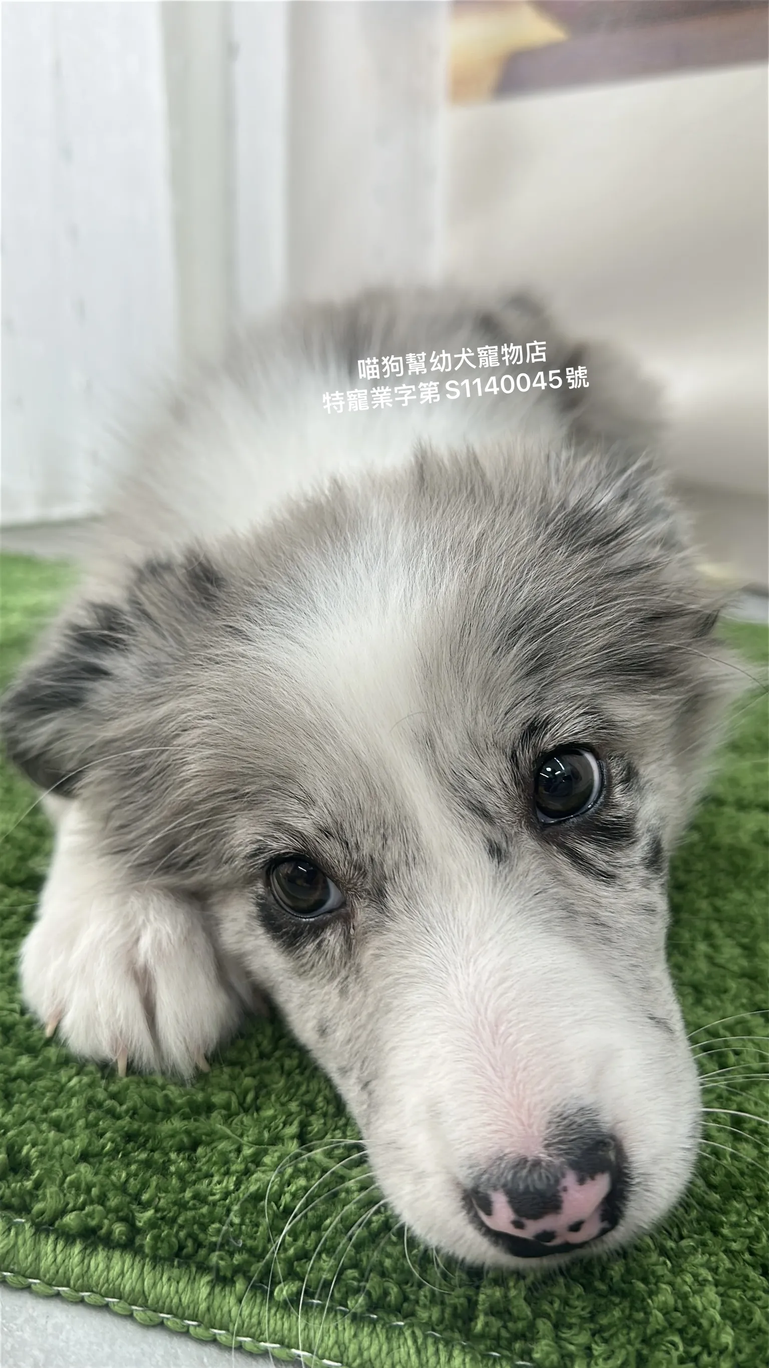 灰隕石邊境牧羊犬
