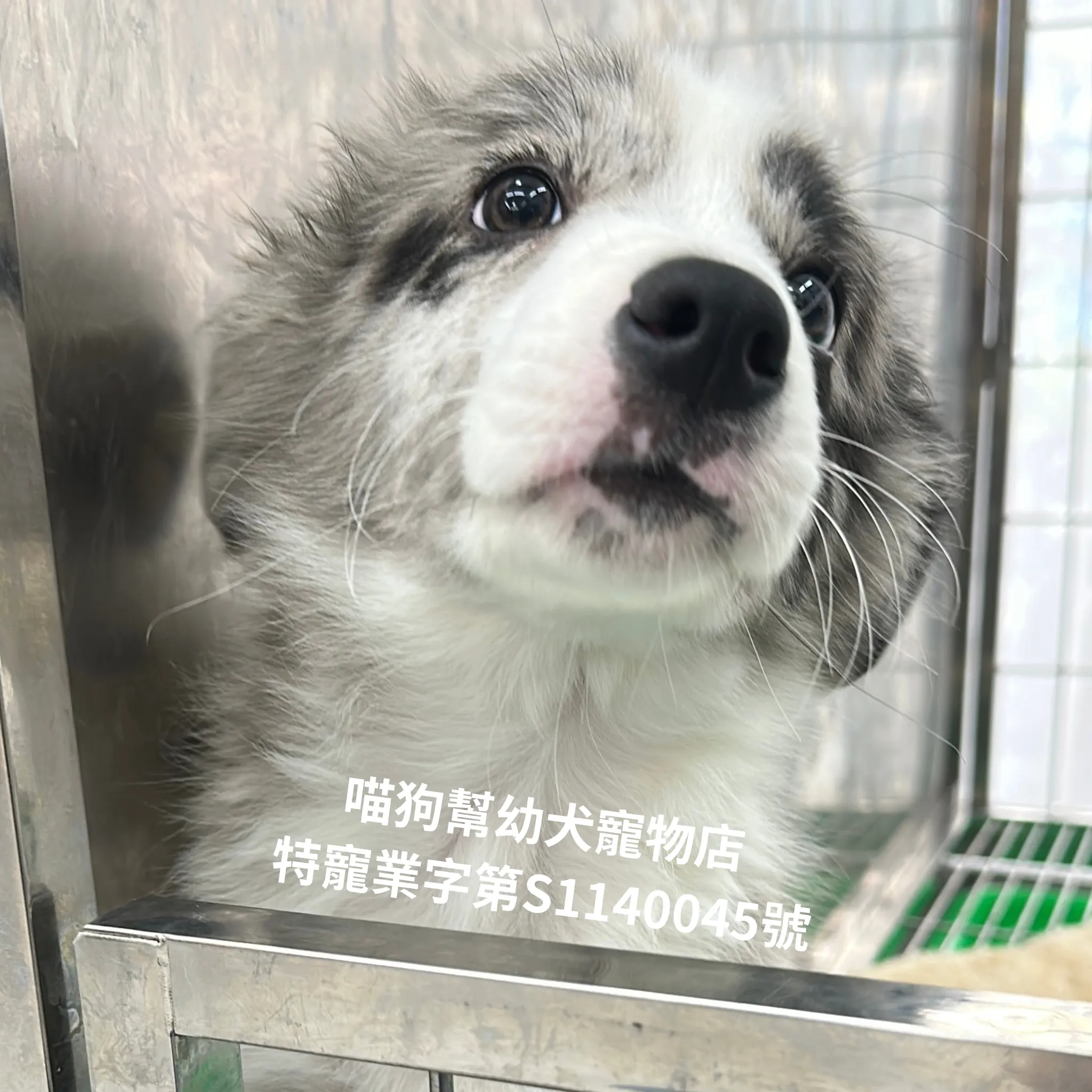 藍隕石邊境牧羊犬
