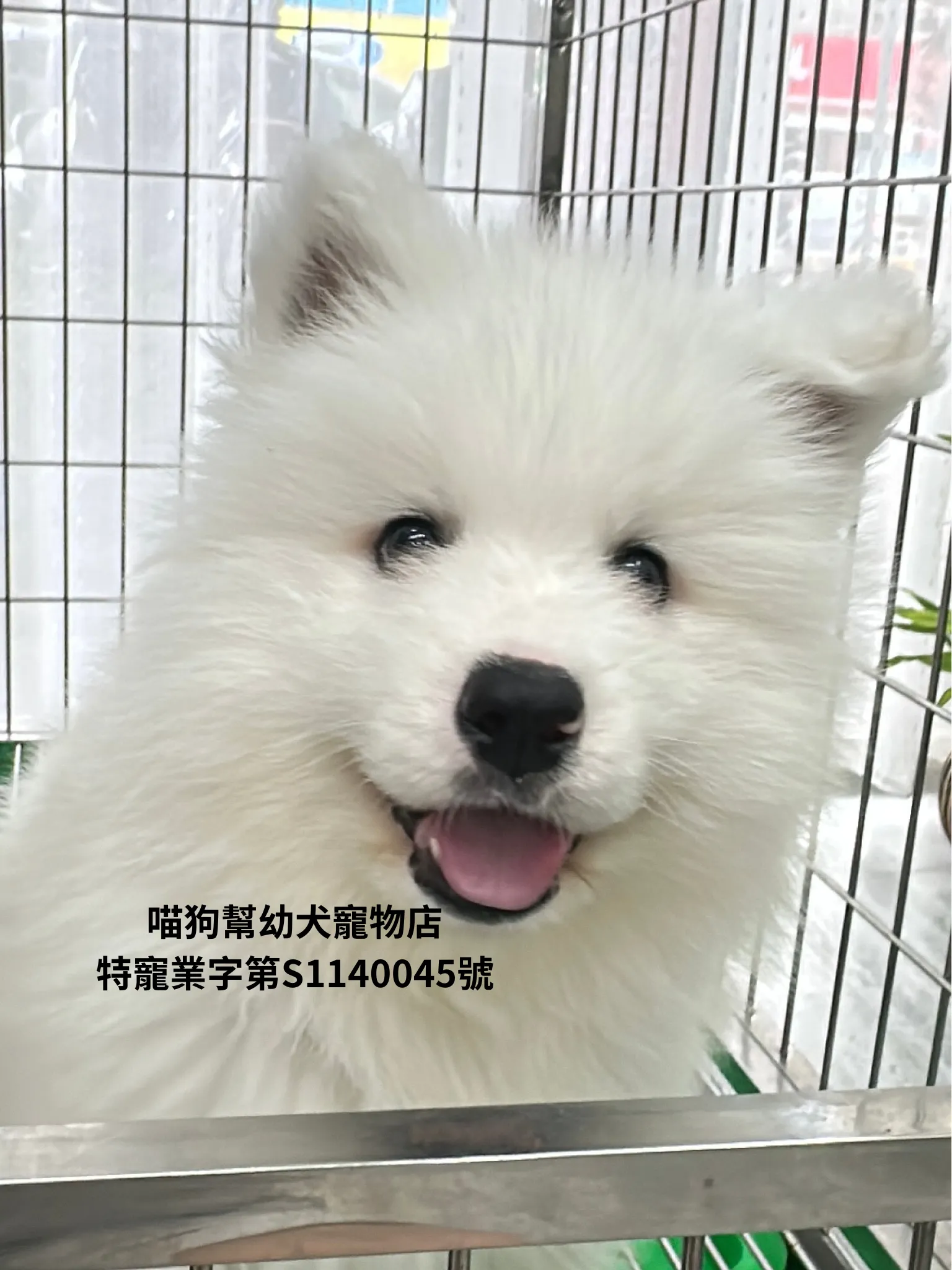 薩摩耶犬