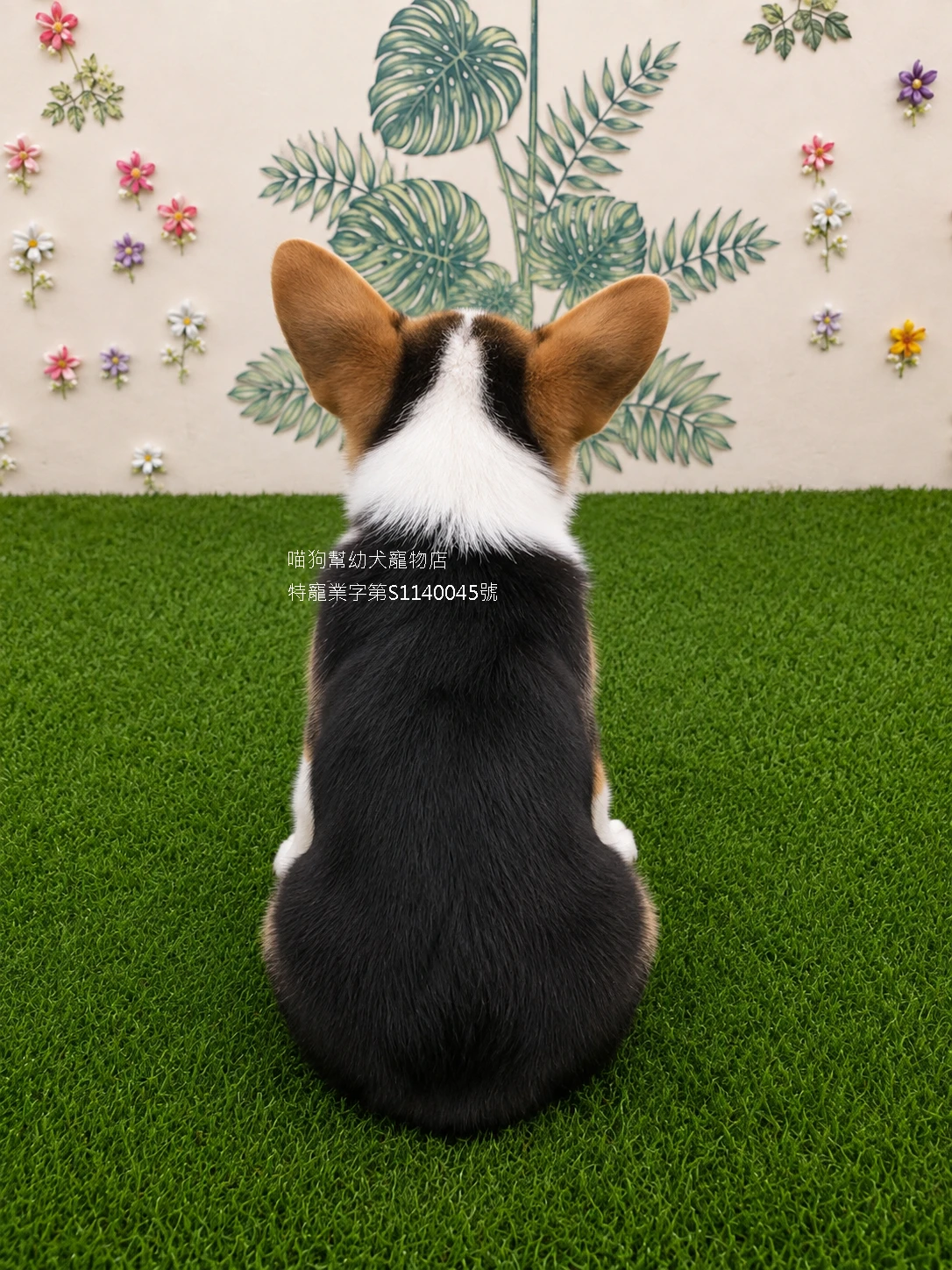 三色柯基犬