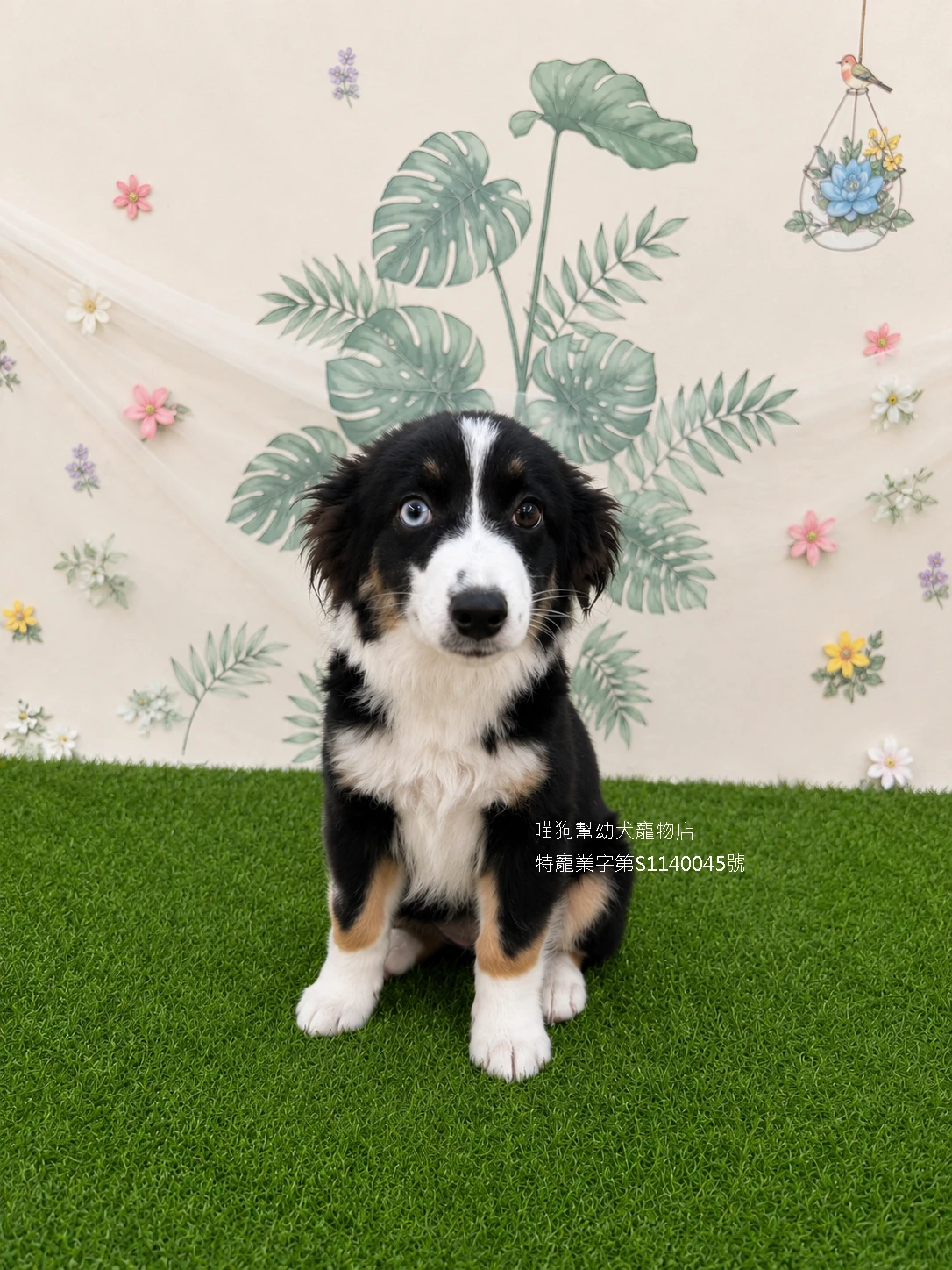 三色邊境牧羊犬