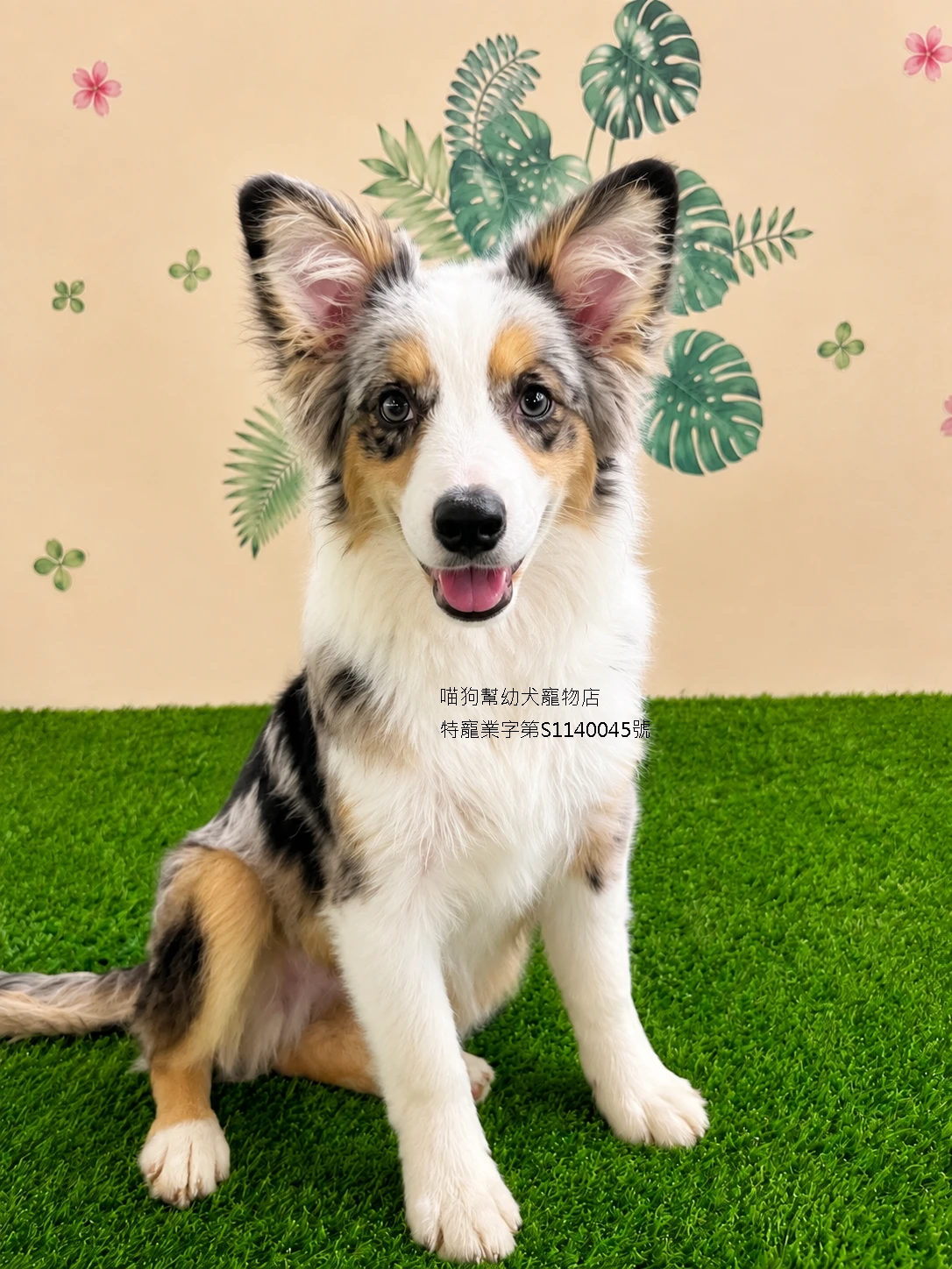 三花隕石邊境牧羊犬