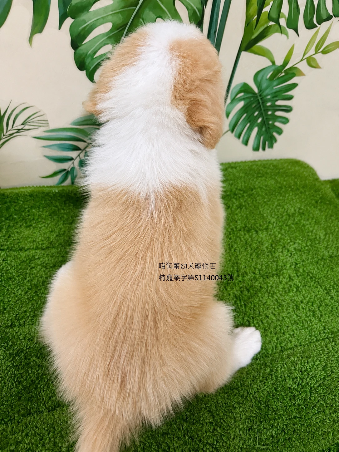 黃白邊境牧羊犬