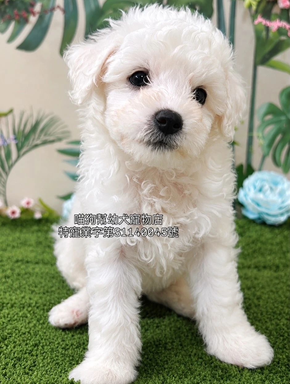 比熊犬