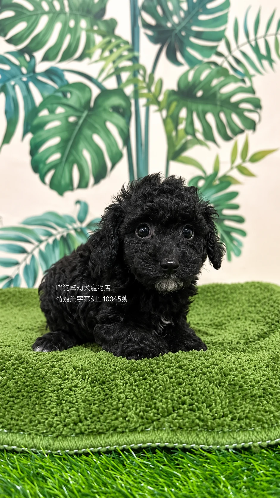 黑貴賓犬