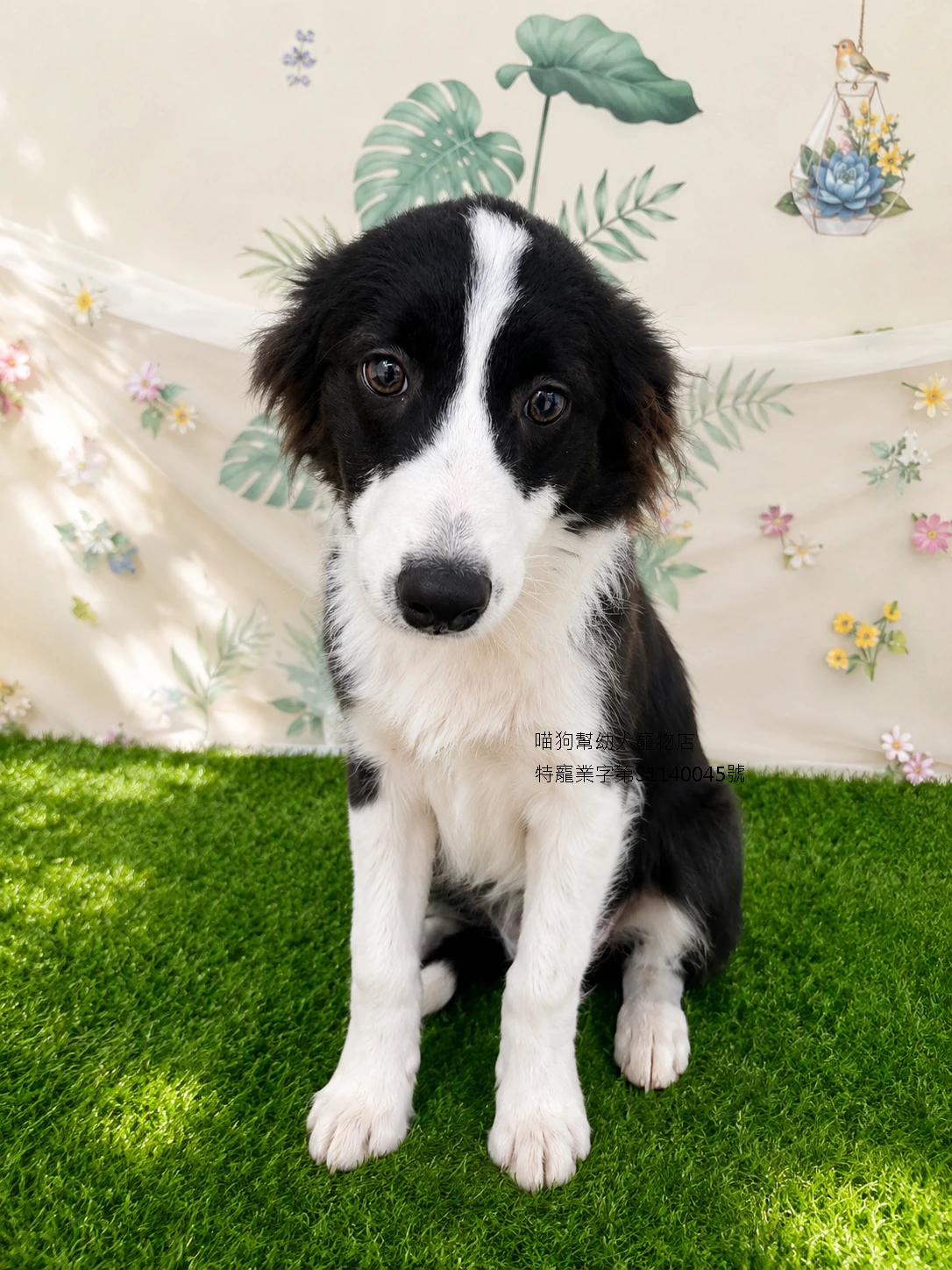 黑白邊境牧羊犬