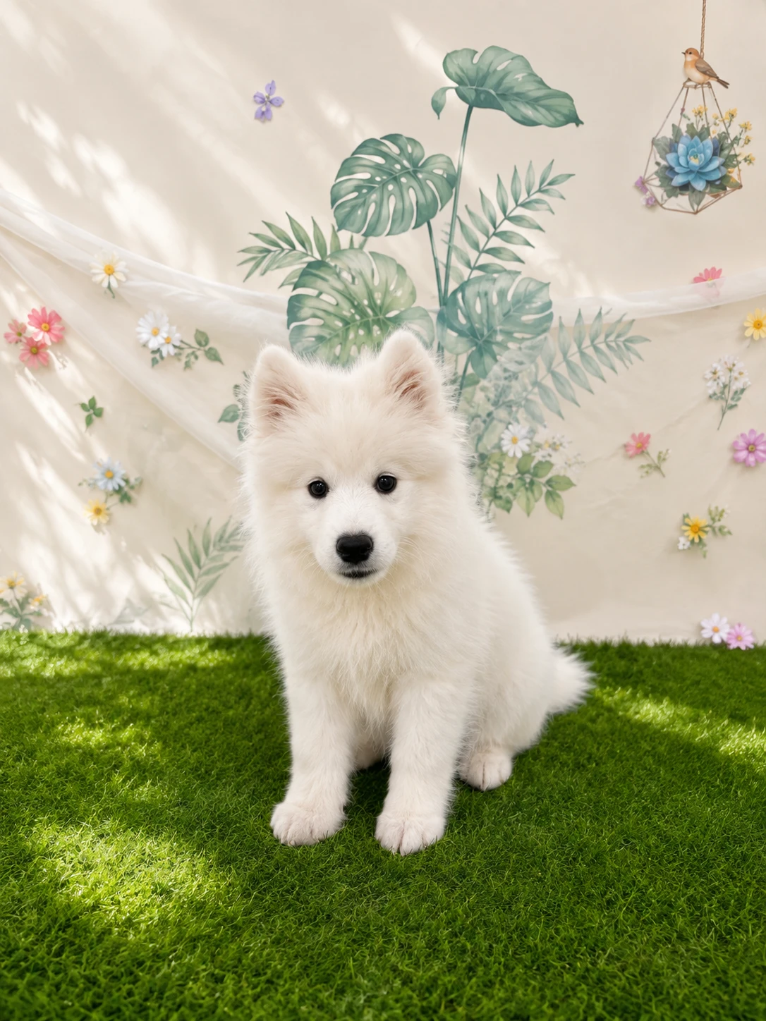 薩摩耶犬