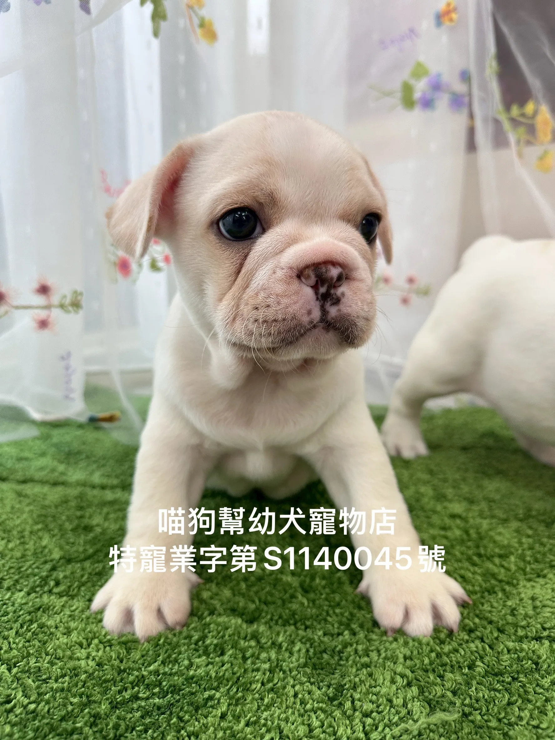 奶油法國鬥牛犬