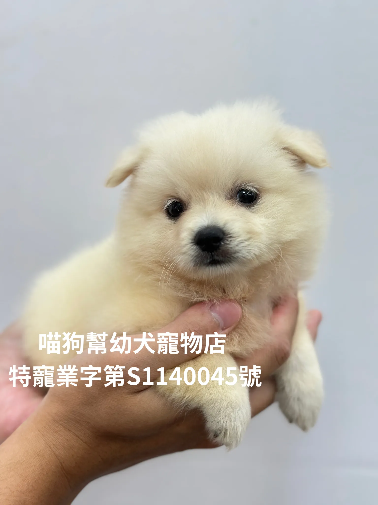 博美犬