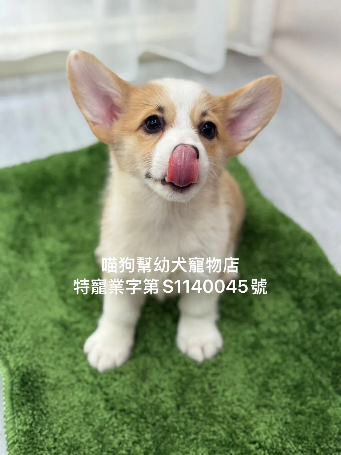 柯基犬