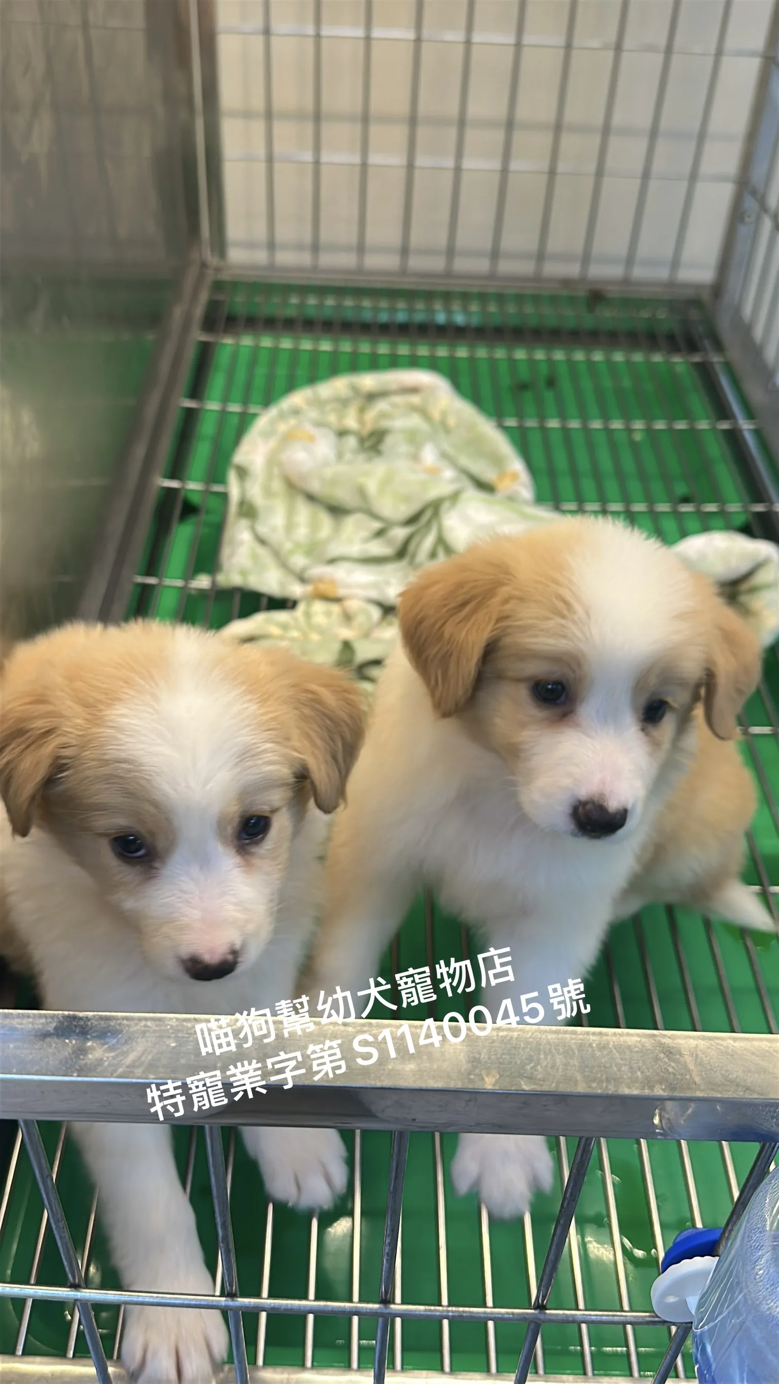 黃白邊境牧羊犬