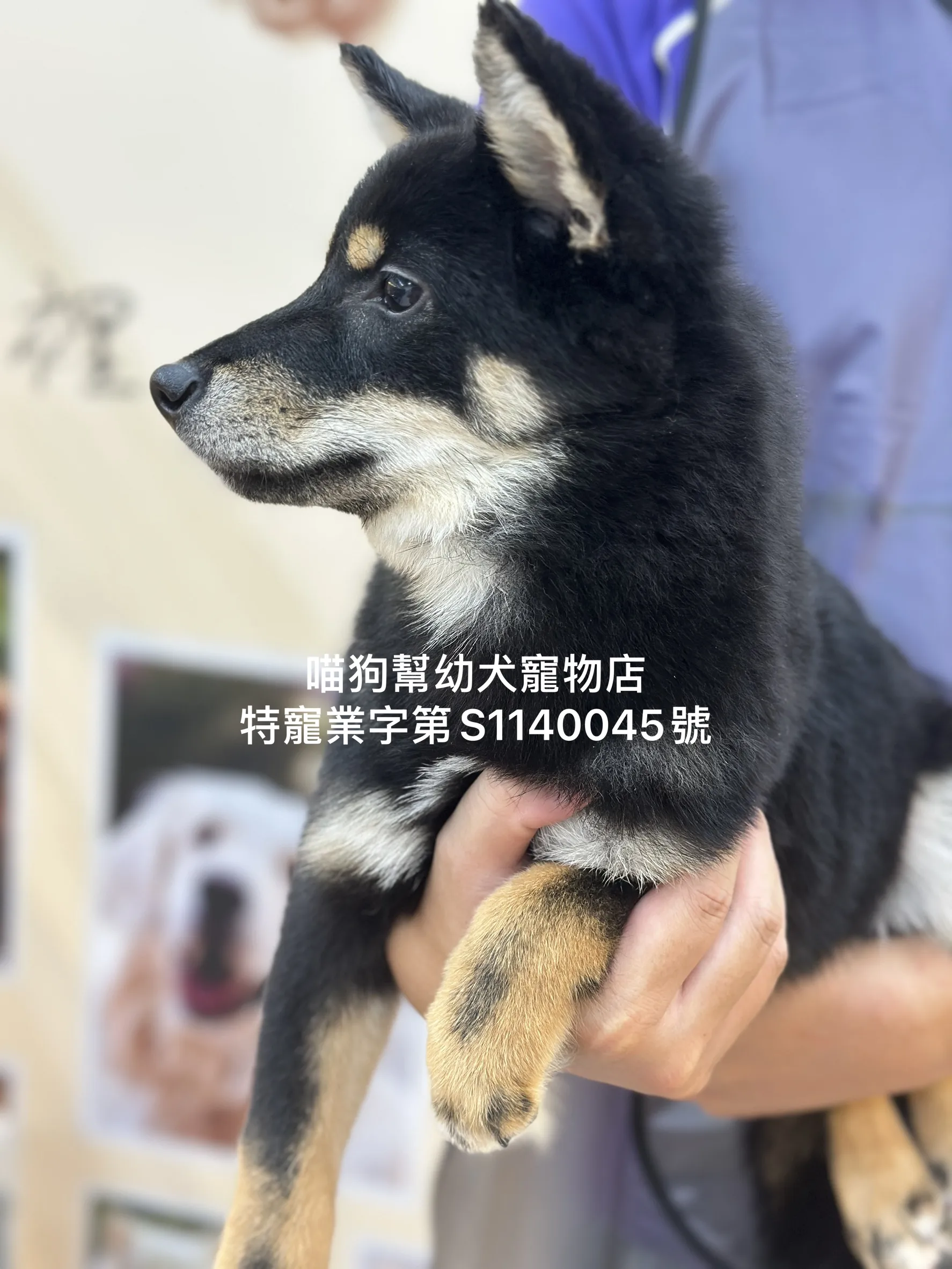 黑四目柴犬