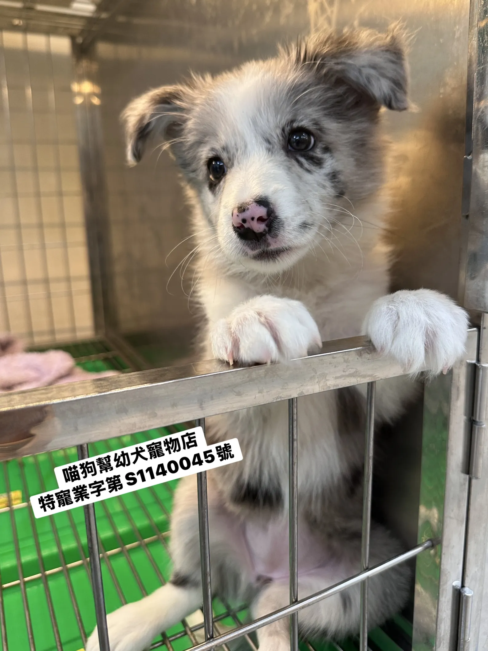 灰隕石邊境牧羊犬