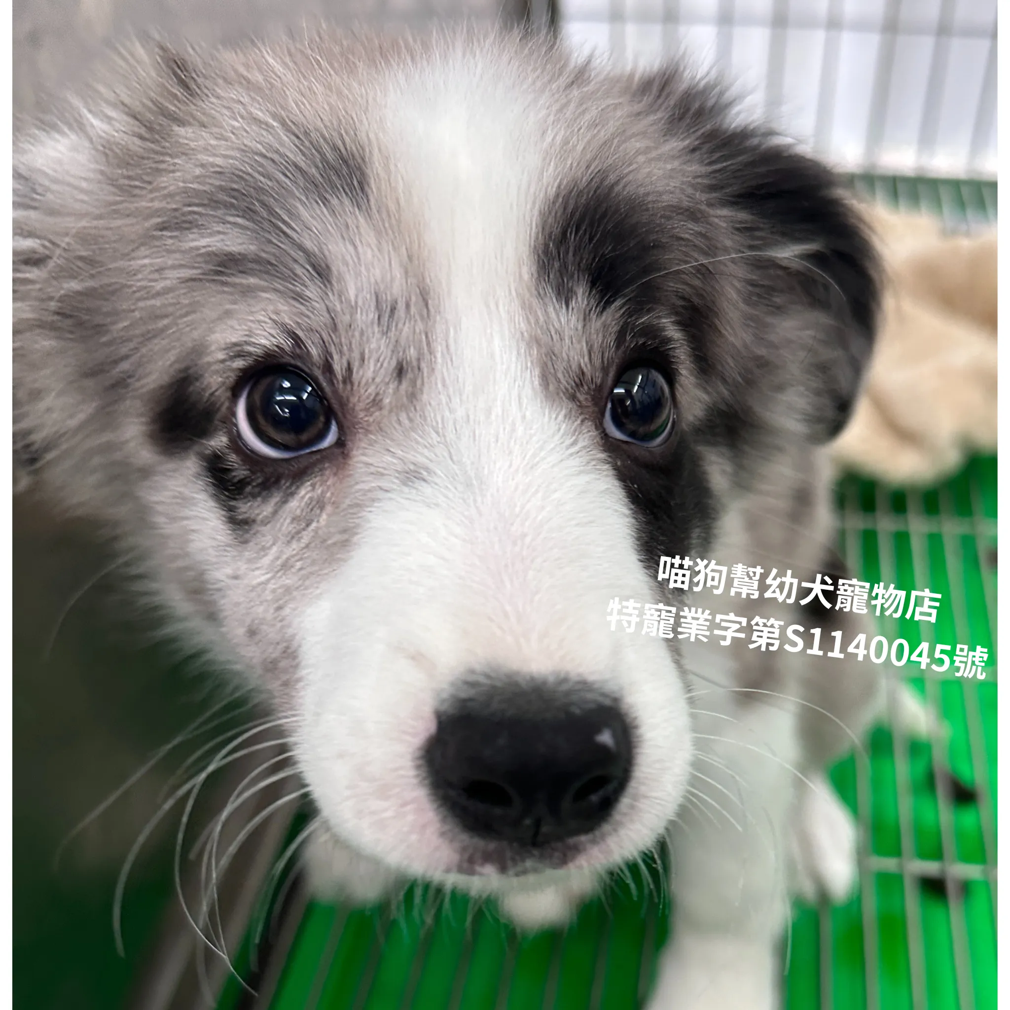 藍隕石邊境牧羊犬