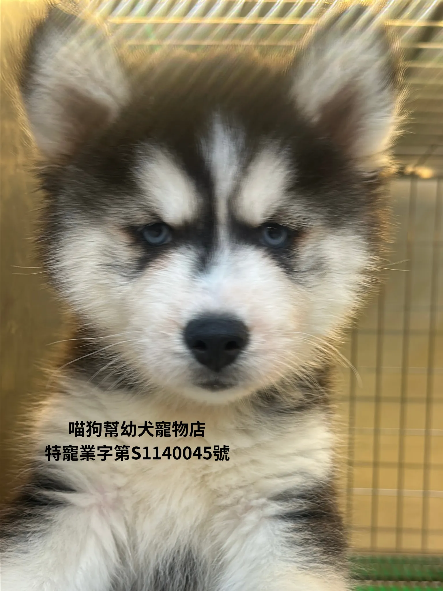 哈士奇犬