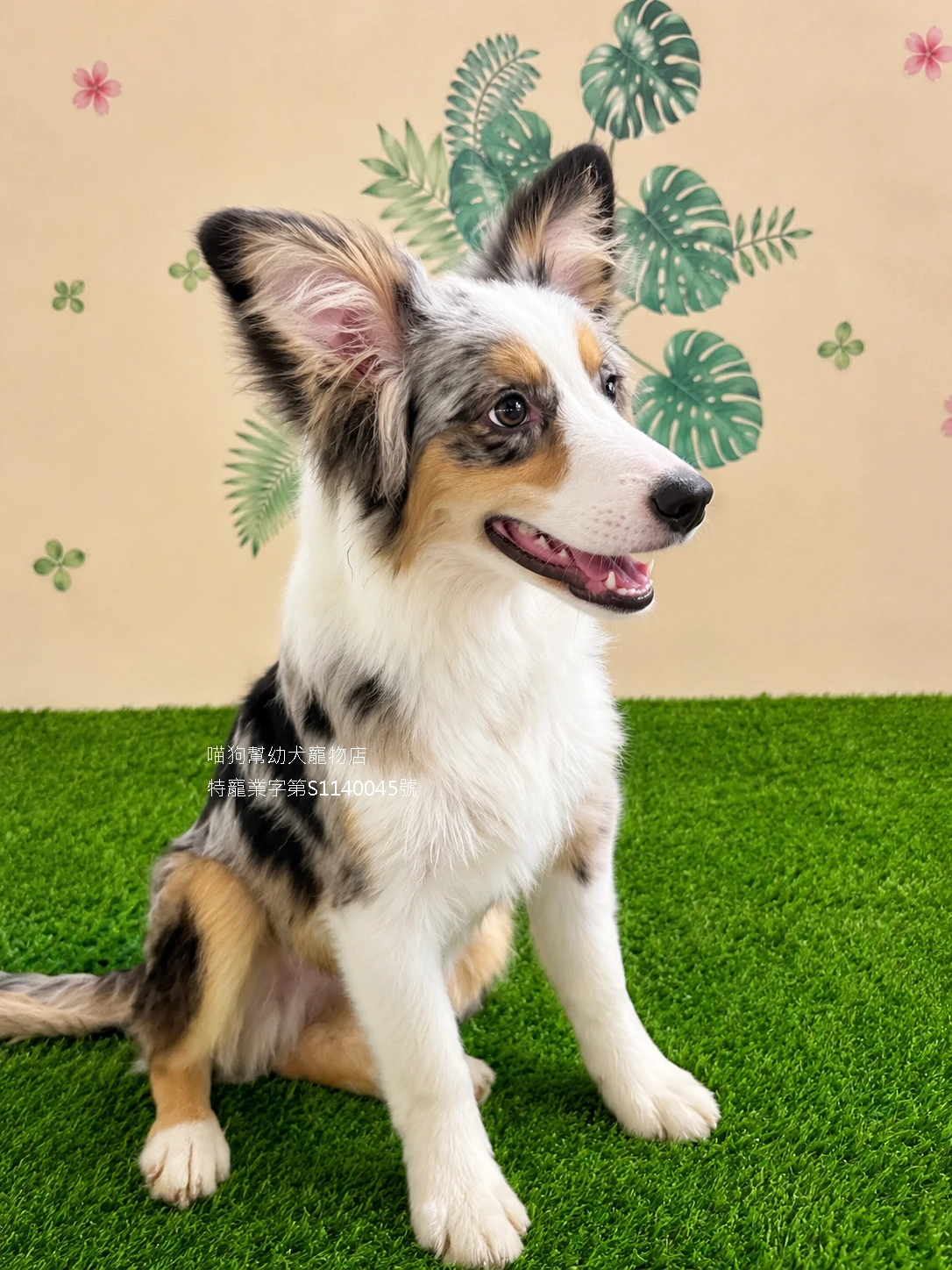 三花隕石邊境牧羊犬
