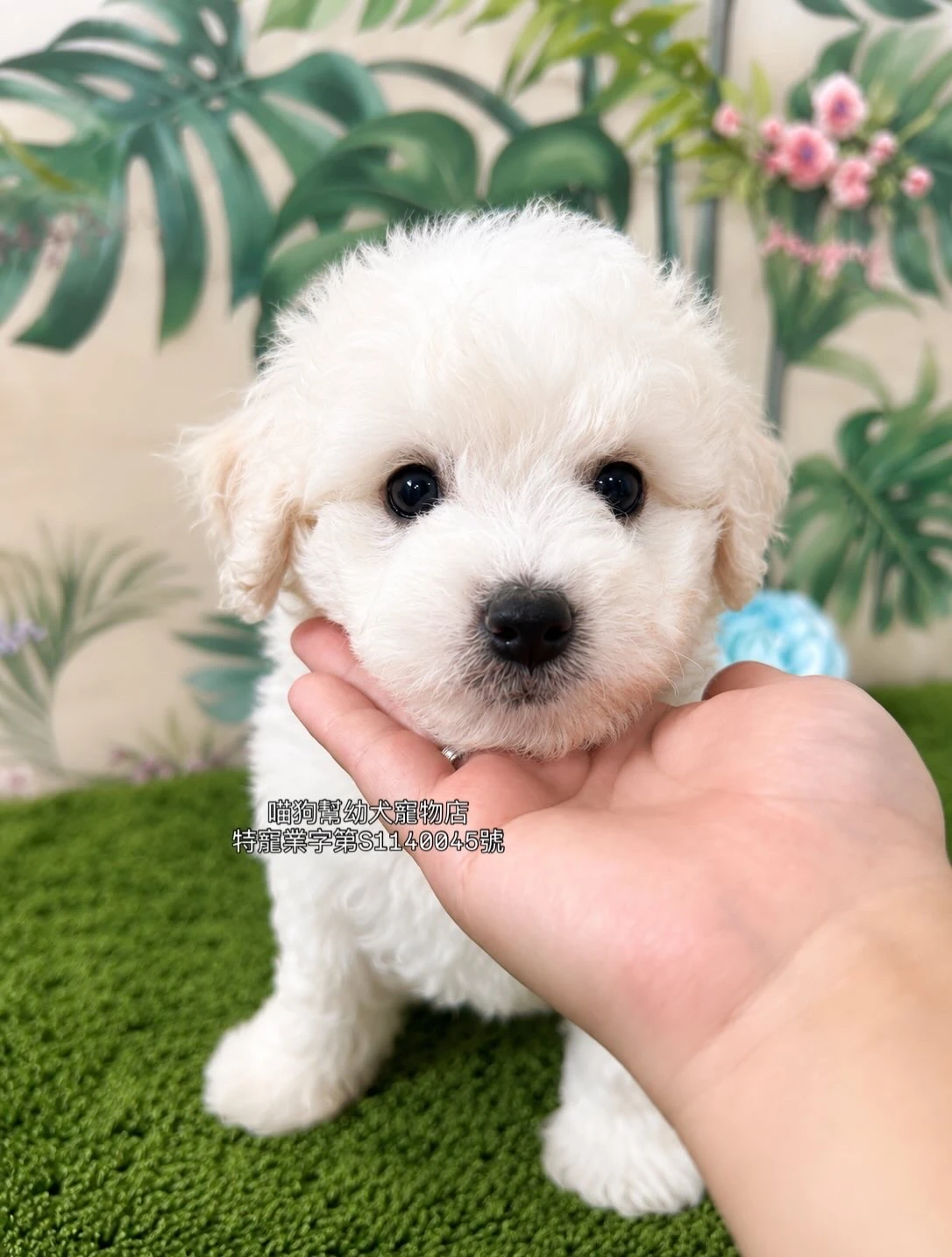 比熊犬