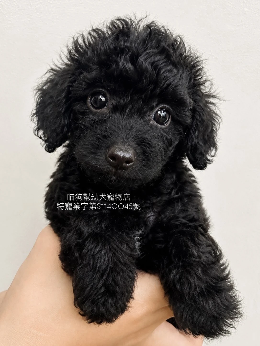 黑貴賓犬