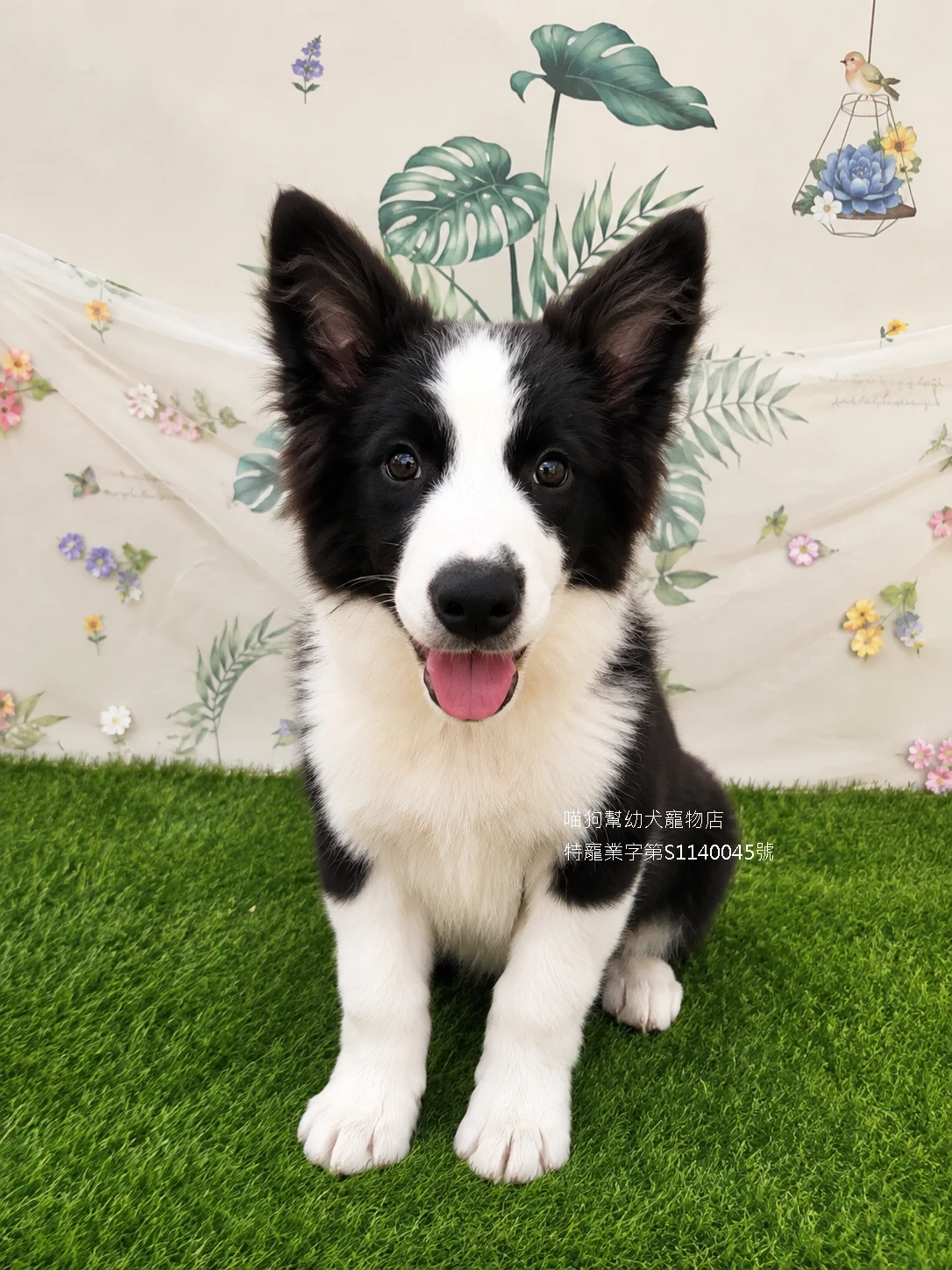黑白邊境牧羊犬