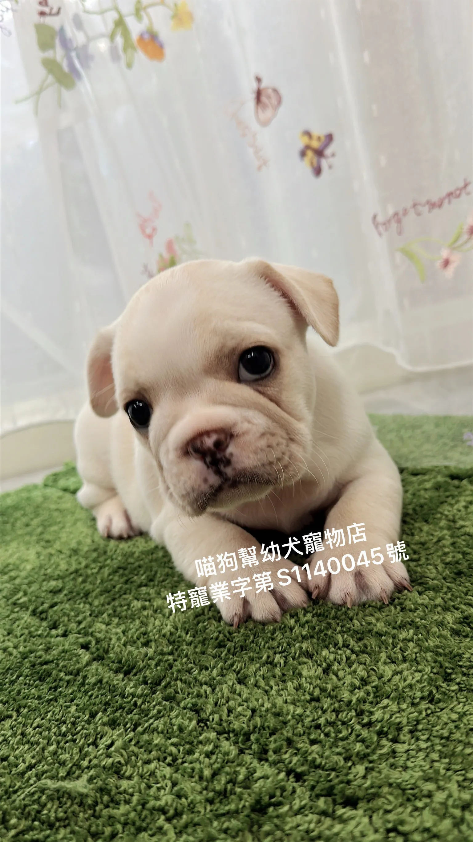 奶油法國鬥牛犬