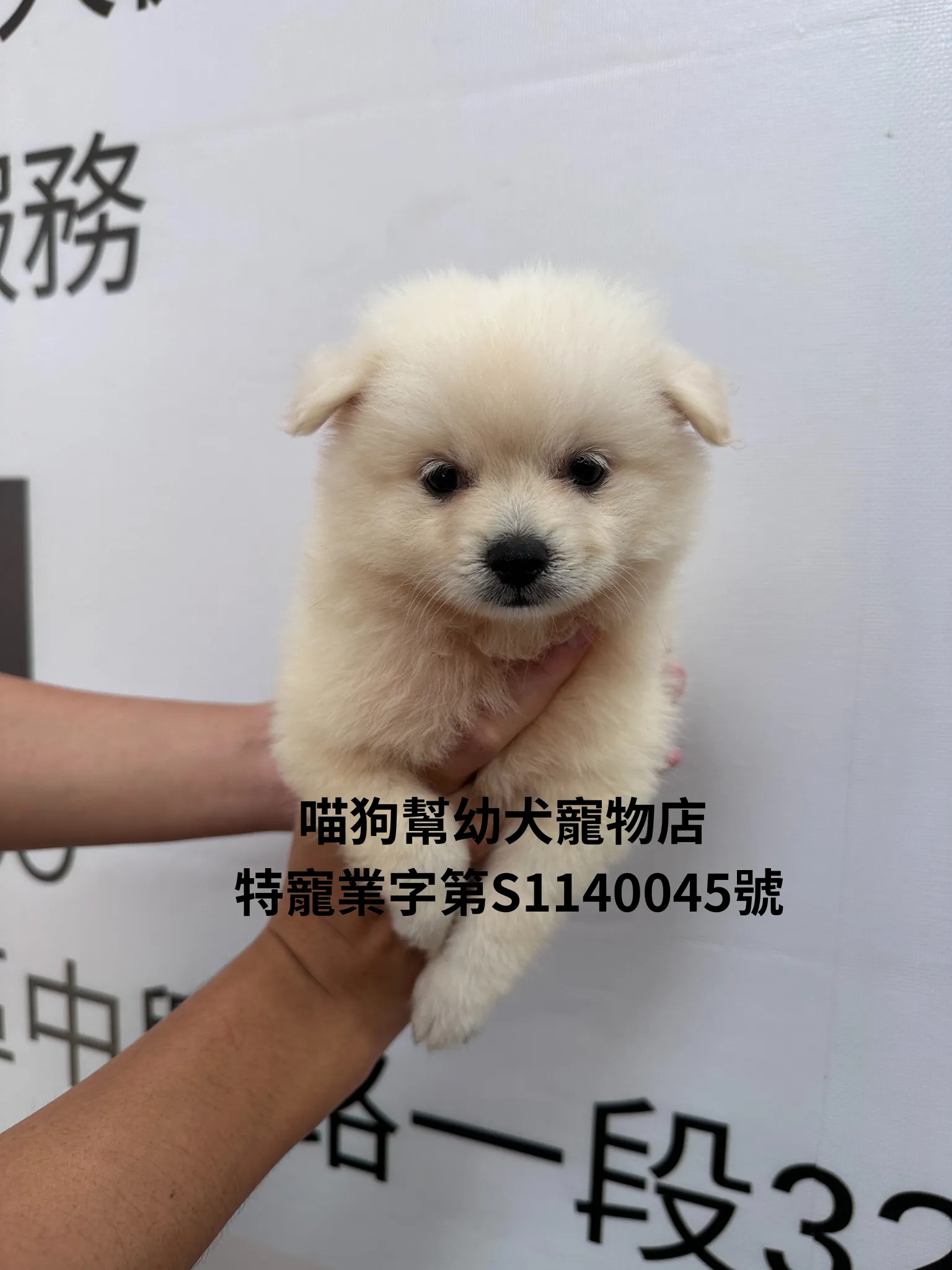 博美犬