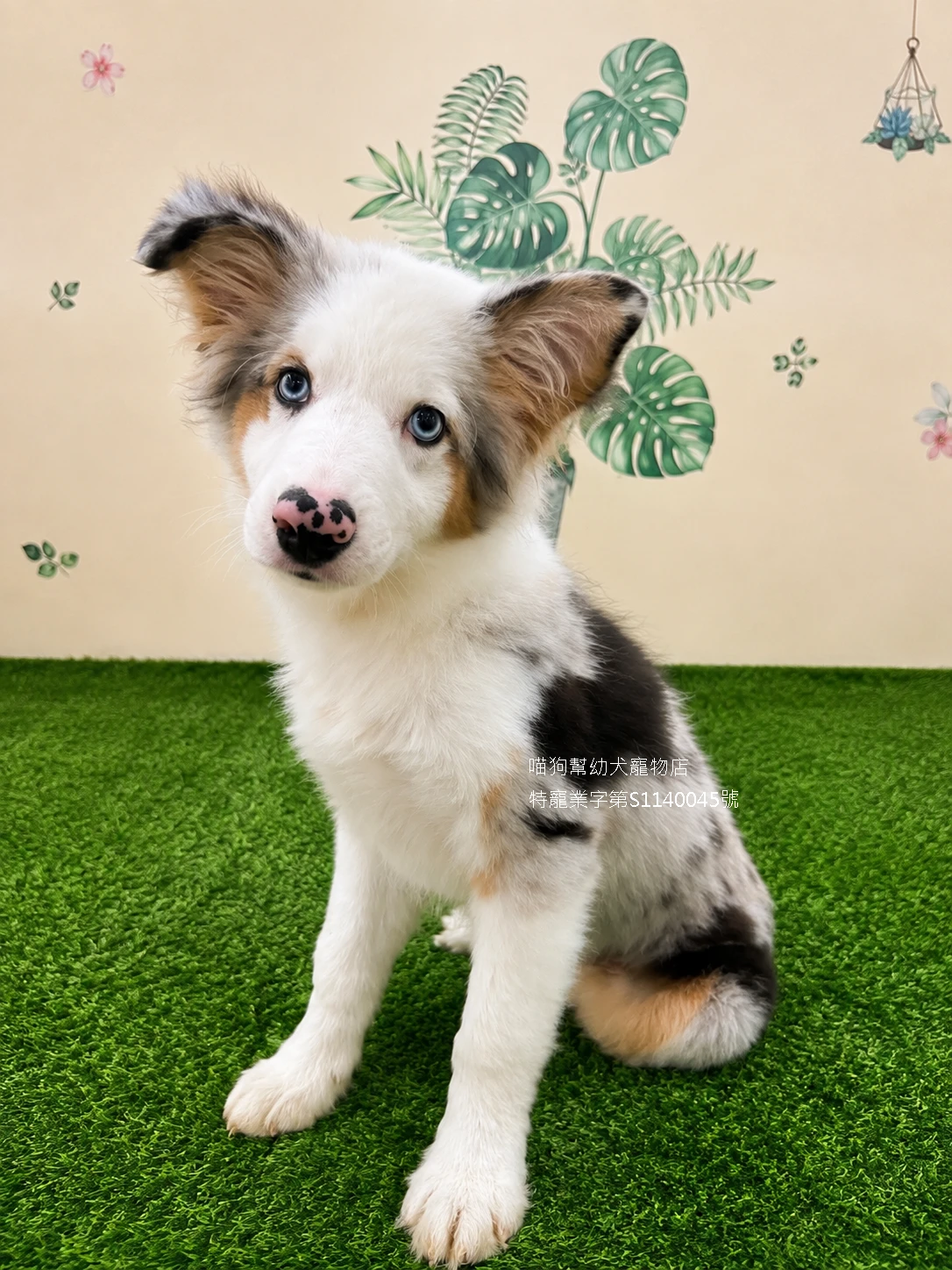 三花隕石邊境牧羊犬