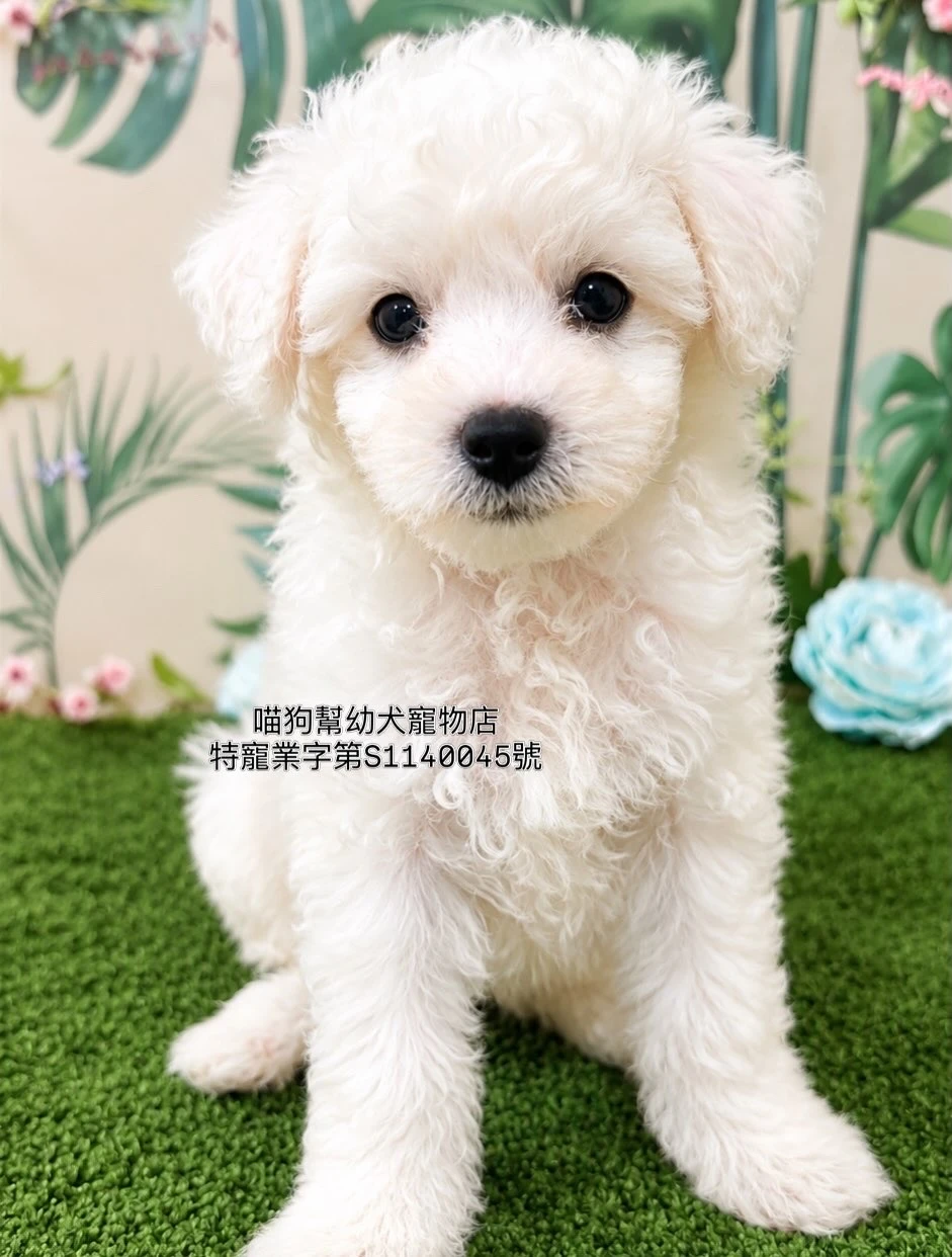 比熊犬