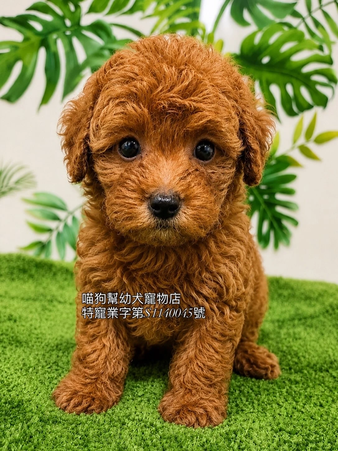 紅貴賓