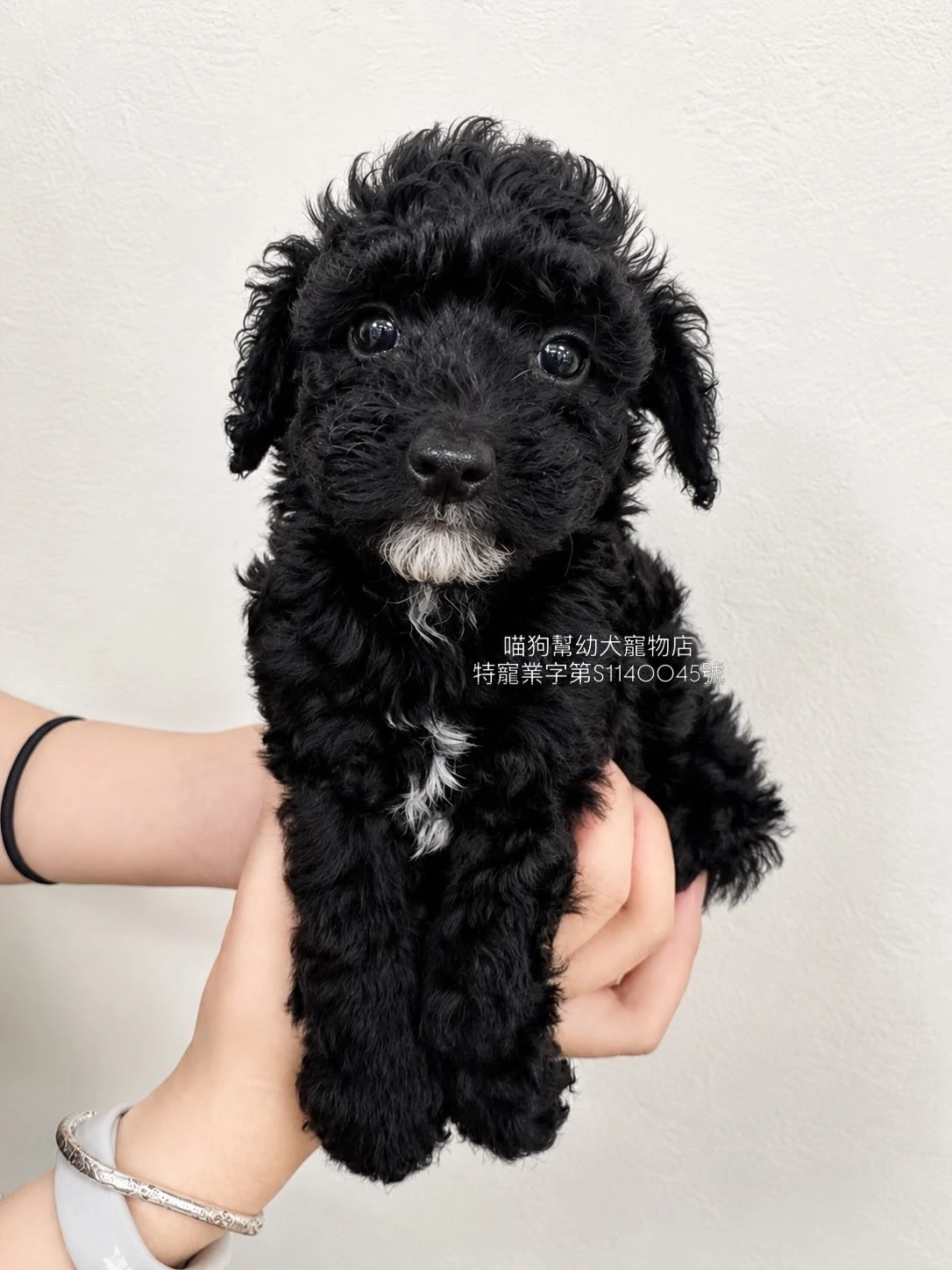 黑貴賓犬